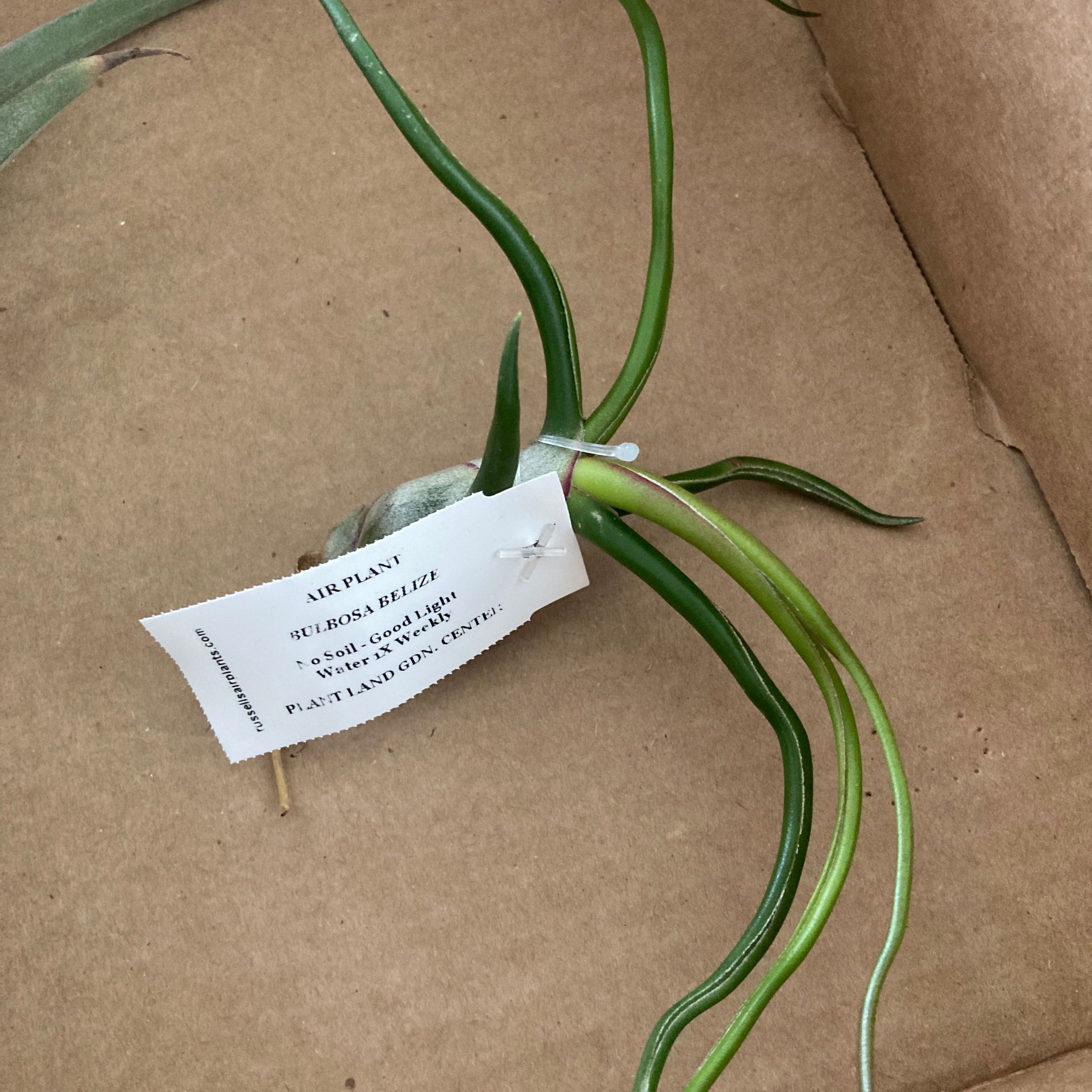 Photo of the plant species Beliza Air Plant by @SubAlp named (Tillandsia bulb. V. Bel.) Bella the Ball on Greg, the plant care app