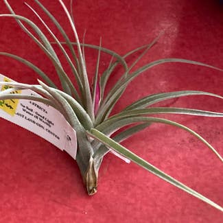 Tillandsia Stricta plant in Somewhere on Earth