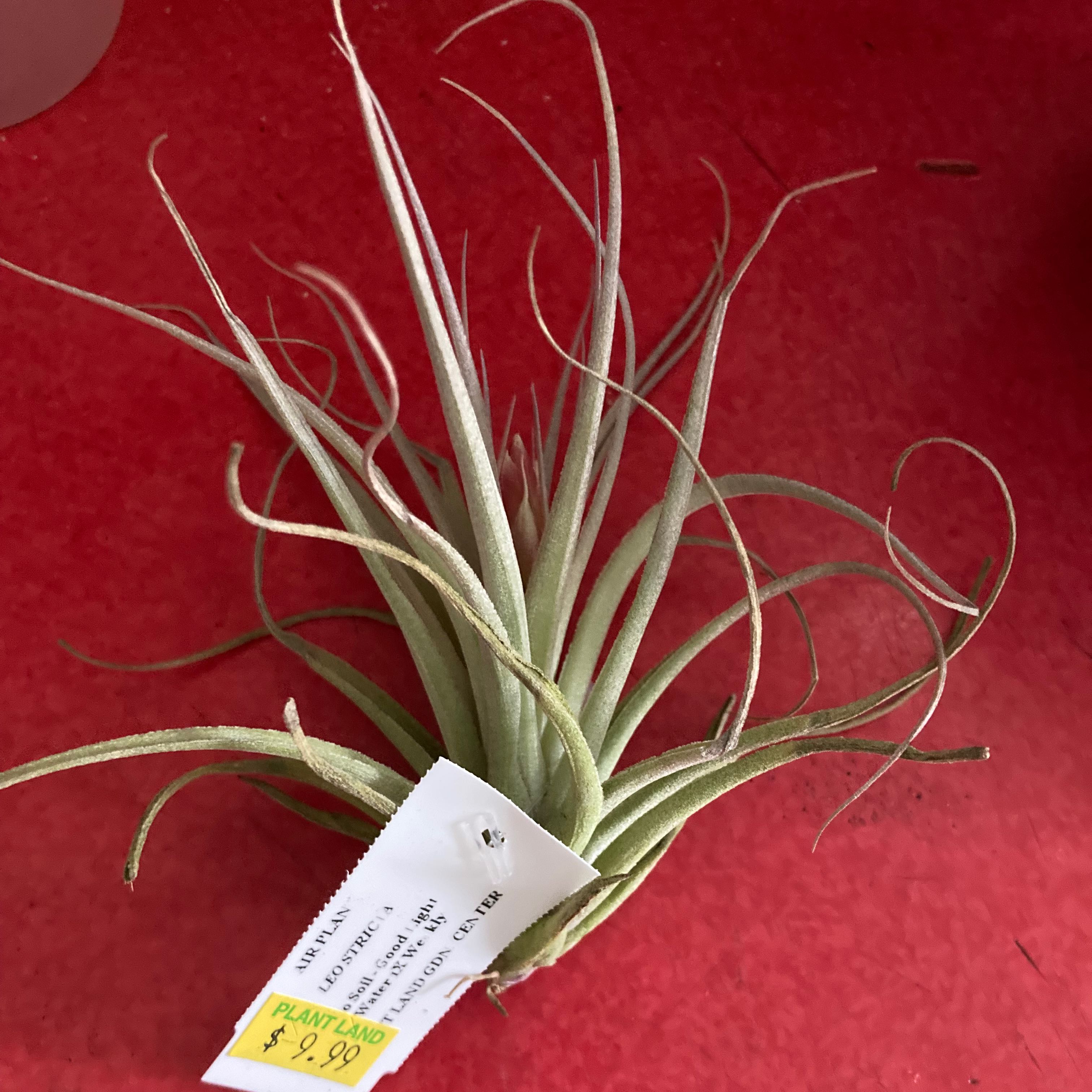 Photo of the plant species Tillandsia stricta by @SubAlp named (Tillandsia leon. V. stricta) Leon on Greg, the plant care app