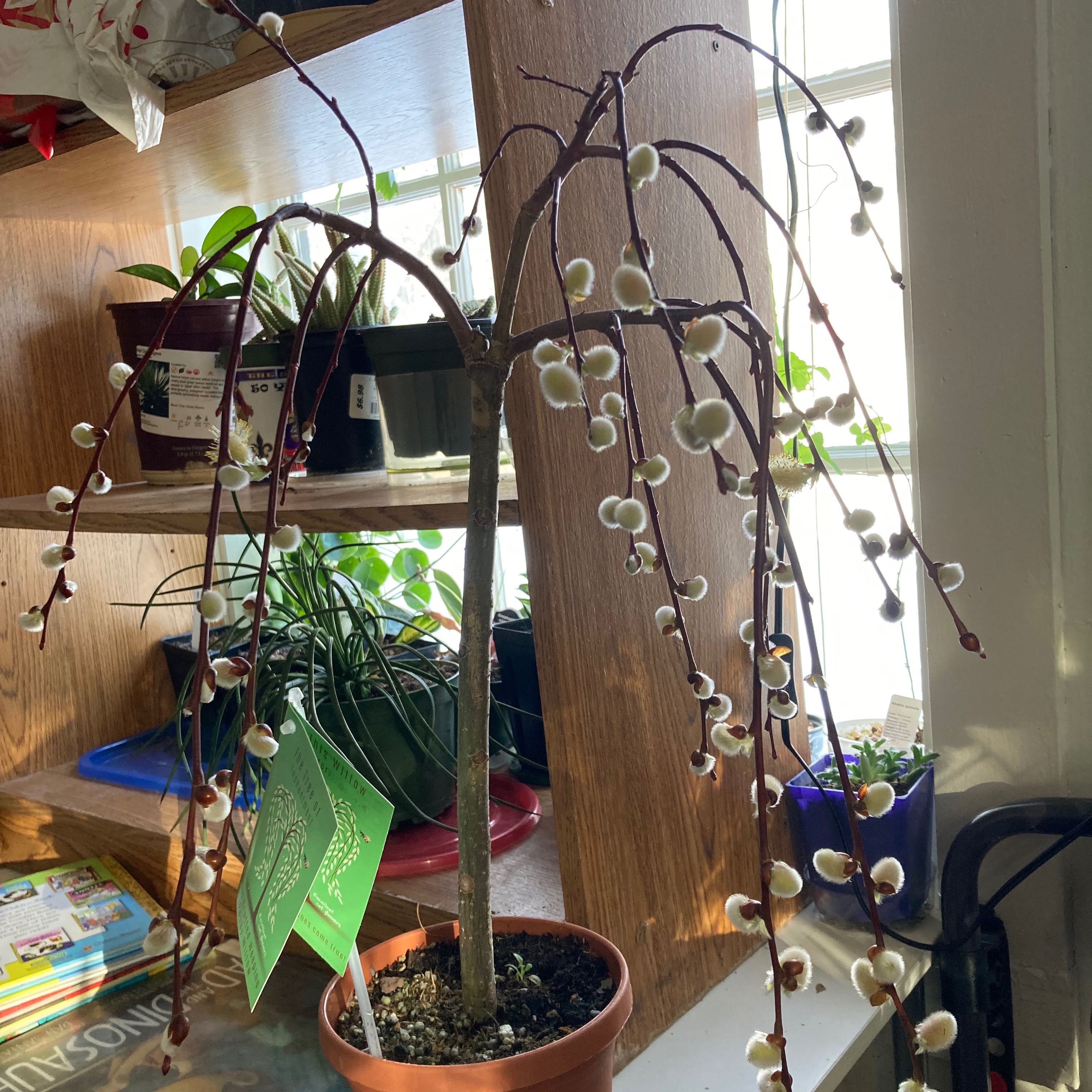 Goat Willow plant in a pot on a shelf near a window, appearing healthy.
