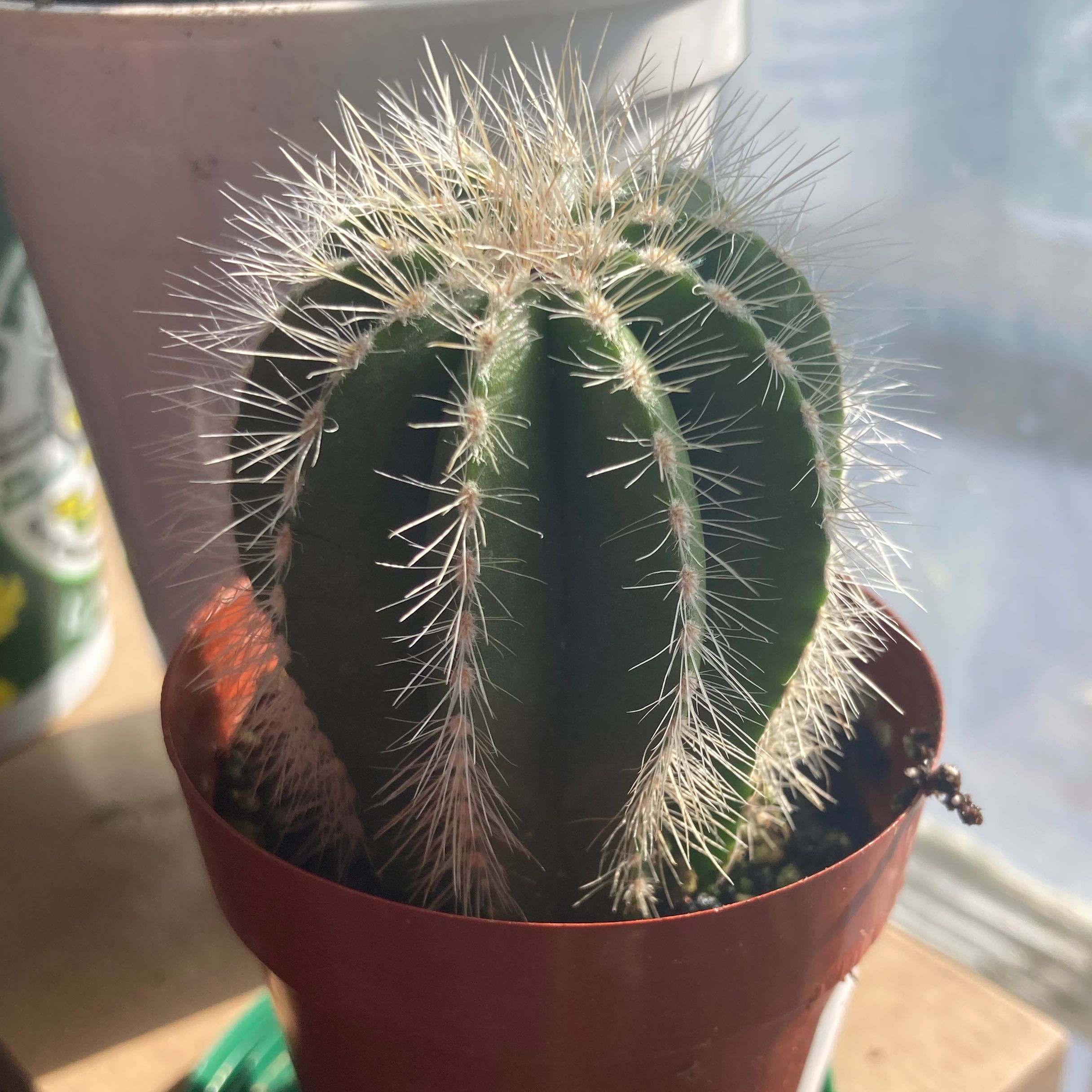 Healthy Balloon Cactus in a small pot with visible spines and soil.