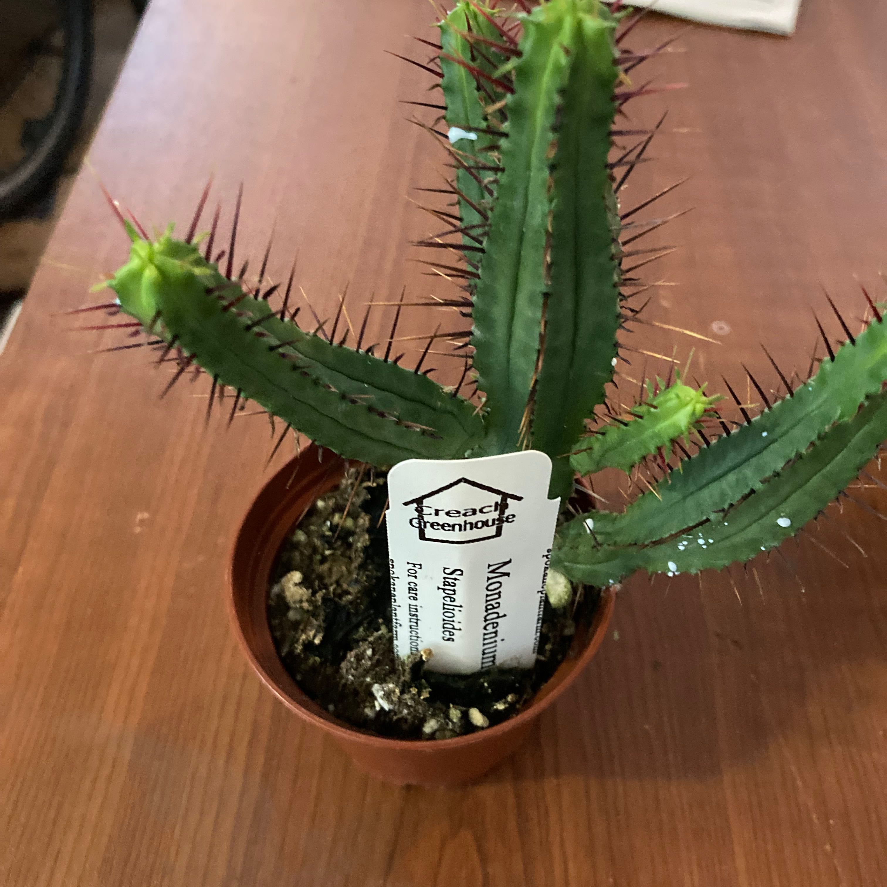 Photo of the plant species Euphorbia Succulenta by @SubAlp named (Euphorbia hept.) Seven on Greg, the plant care app
