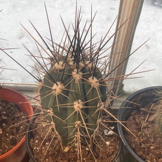 Toothpick Cactus plant in Somewhere on Earth