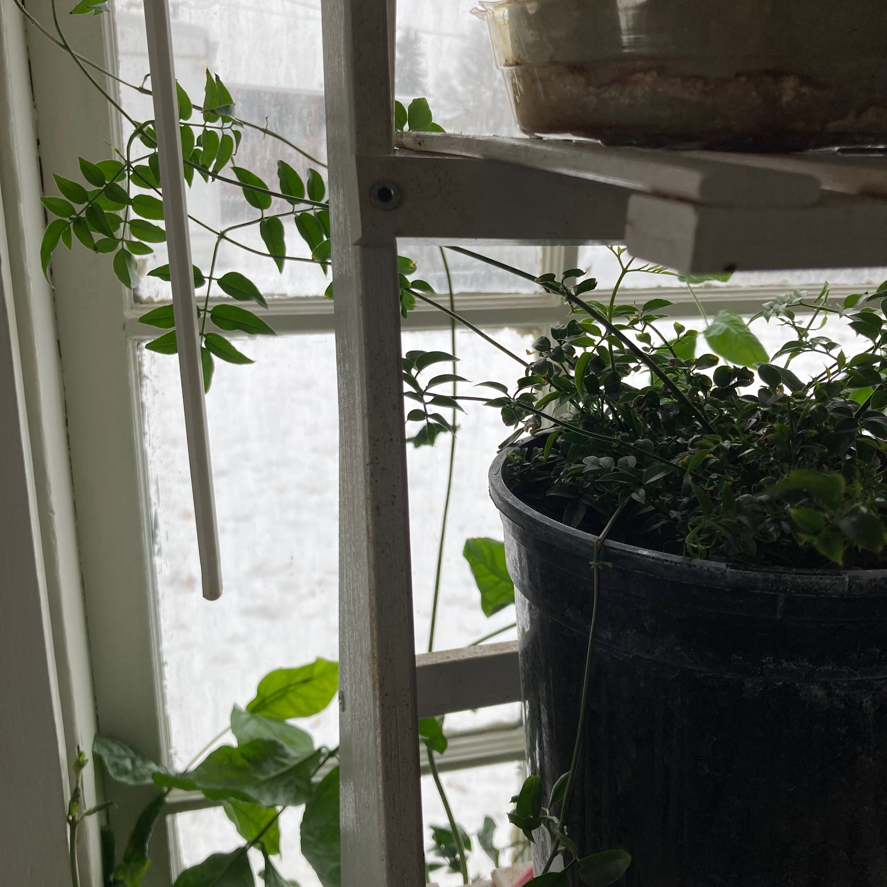Potted Pink Jasmine plant near a window with green leaves and vining growth.