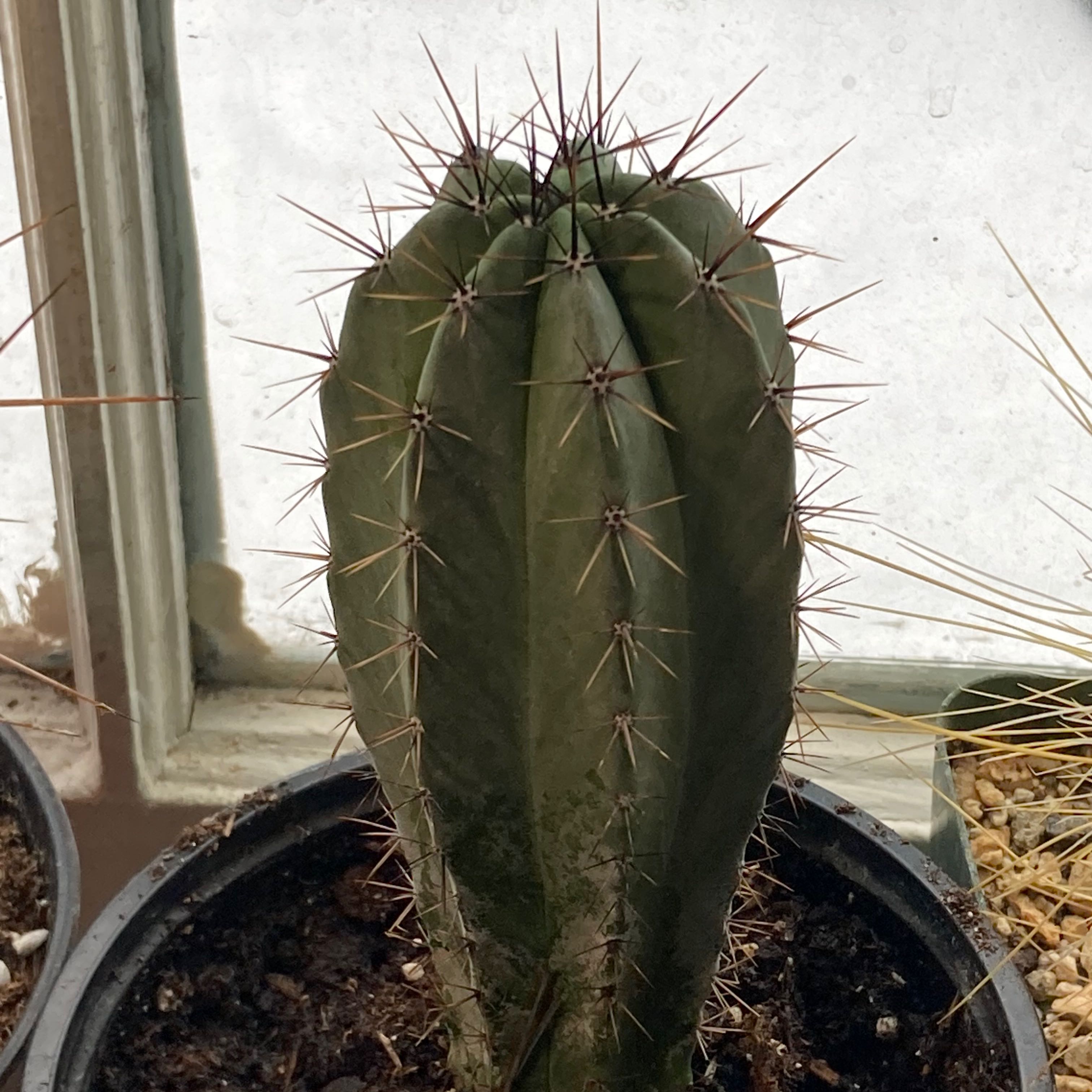 Polaskia chichipe cactus in a pot with visible soil and prominent spines.
