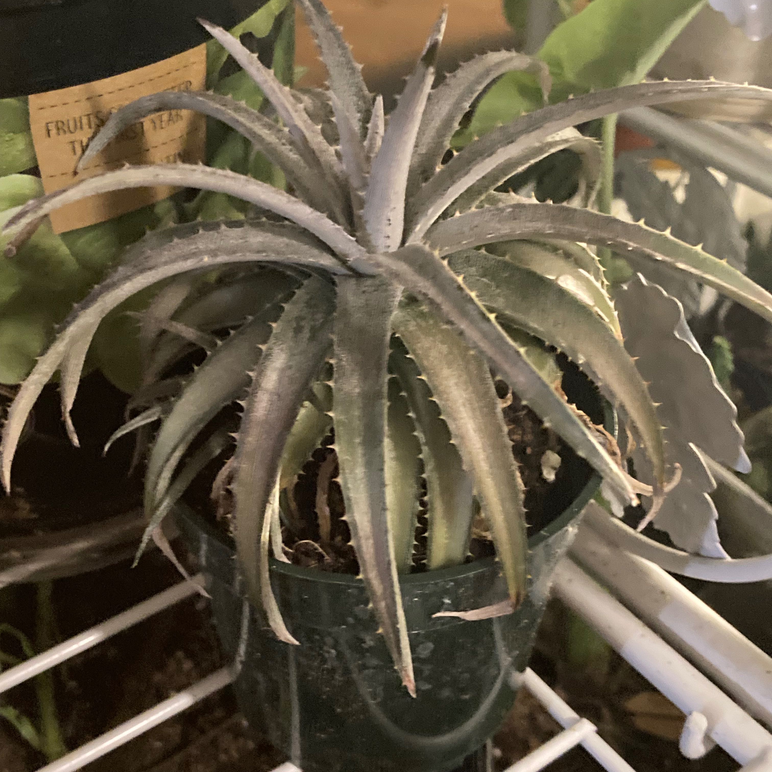 Photo of the plant species White Dyckia by @SubAlp named (Dyckia m-l.) Rick on Greg, the plant care app