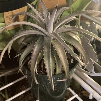 White Dyckia plant in Somewhere on Earth
