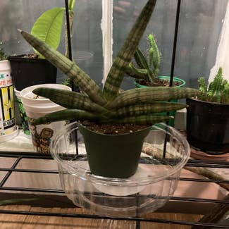 Starfish Snake Plant plant in Somewhere on Earth