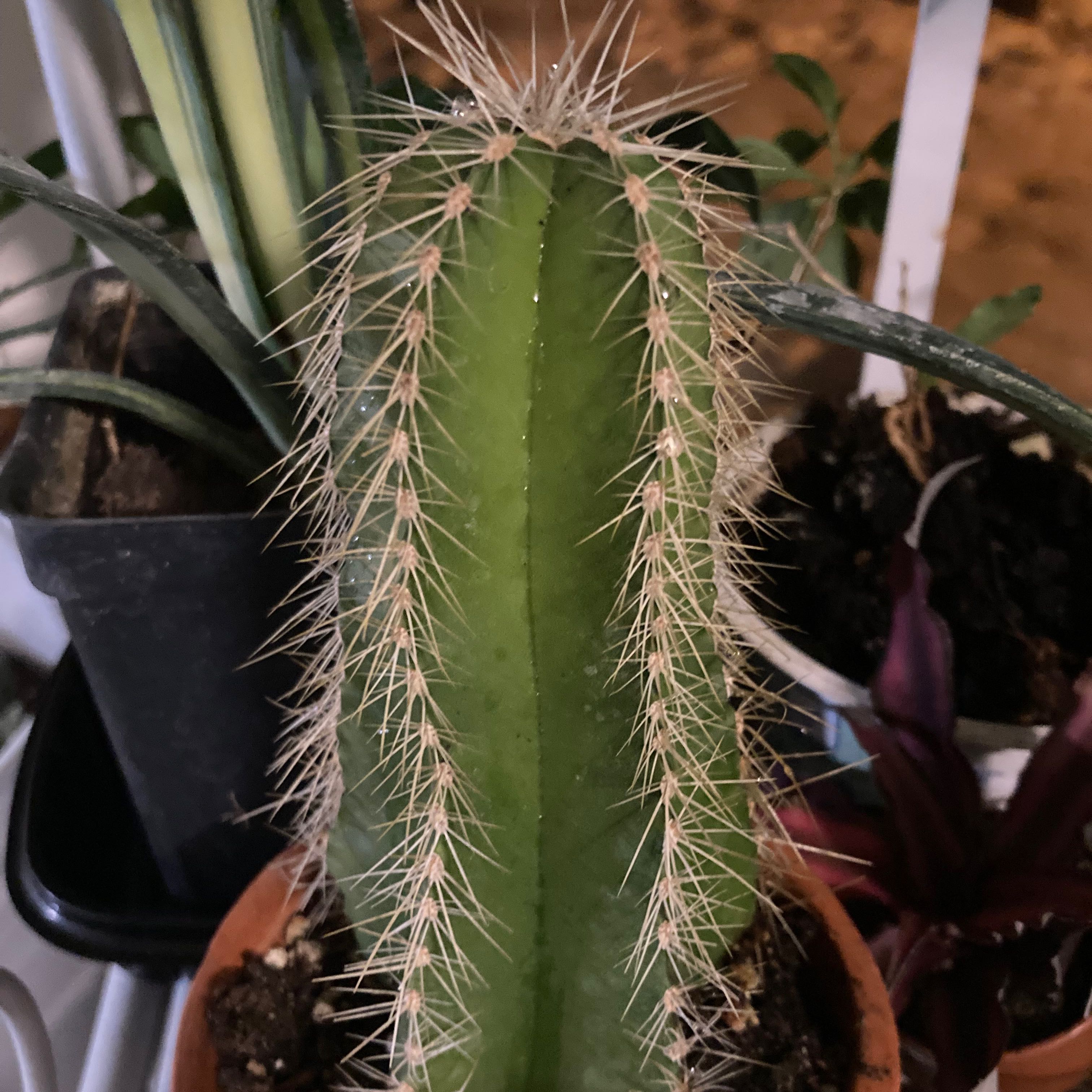 Photo of the plant species Chiotilla by @SubAlp named (Escontria c.) Jio on Greg, the plant care app