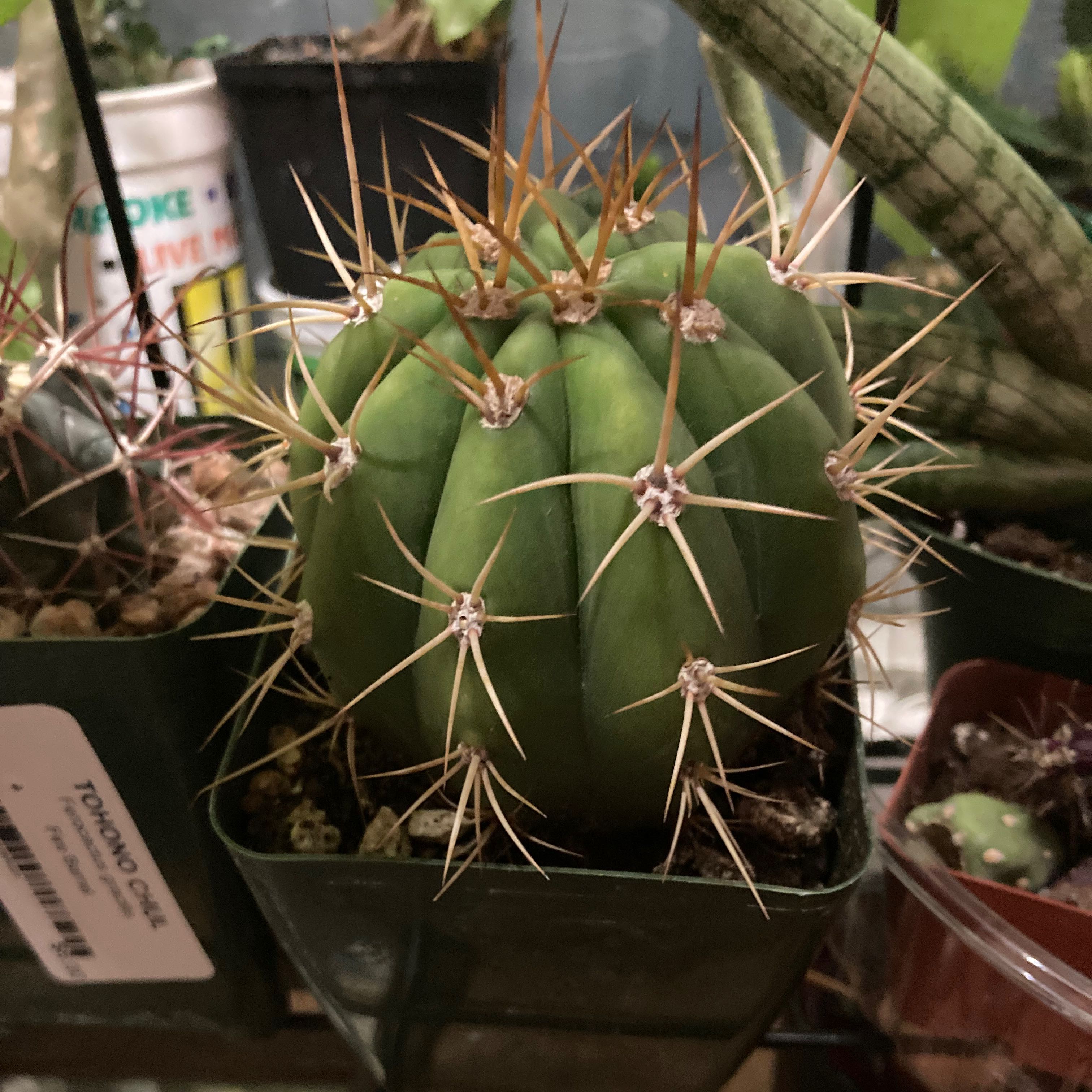 Photo of the plant species Argentine Saguaro by @SubAlp named (Echinopsis t.) Big Don on Greg, the plant care app
