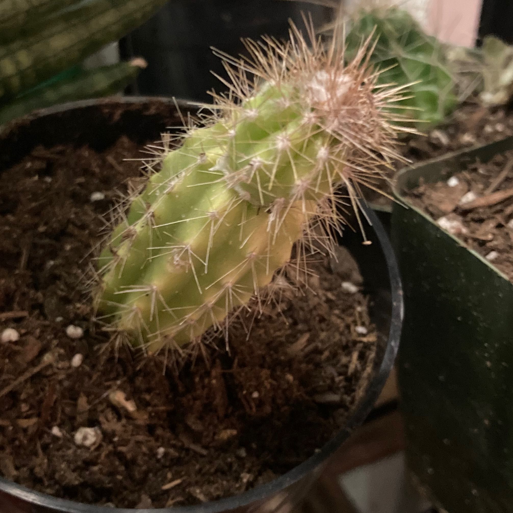 Photo of the plant species Boyce Thompson hedgehog cactus by @SubAlp named (Echinocereus b. t.) Harmony on Greg, the plant care app