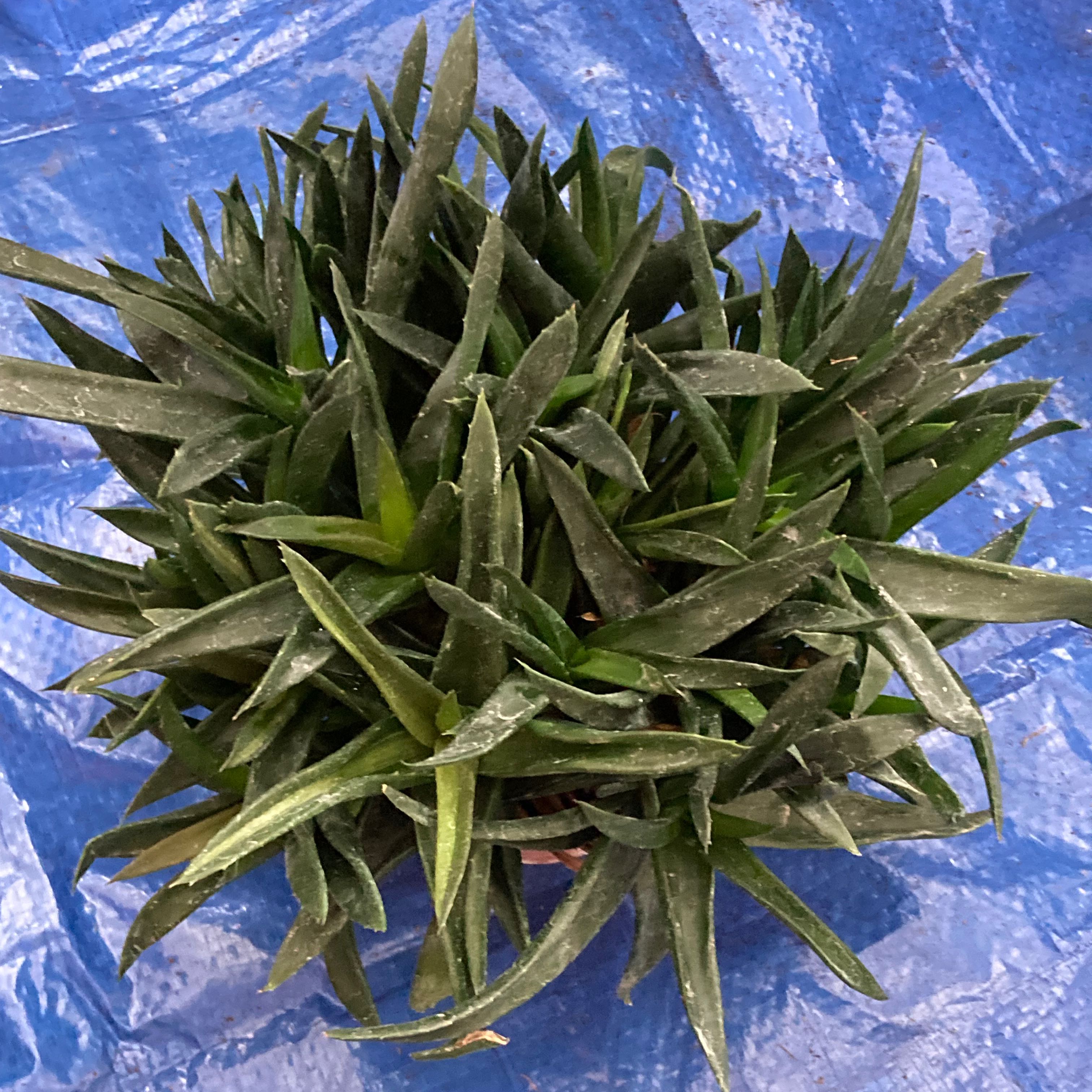 Alworthia 'Black Gem' plant with dark green pointed leaves on a blue tarp.
