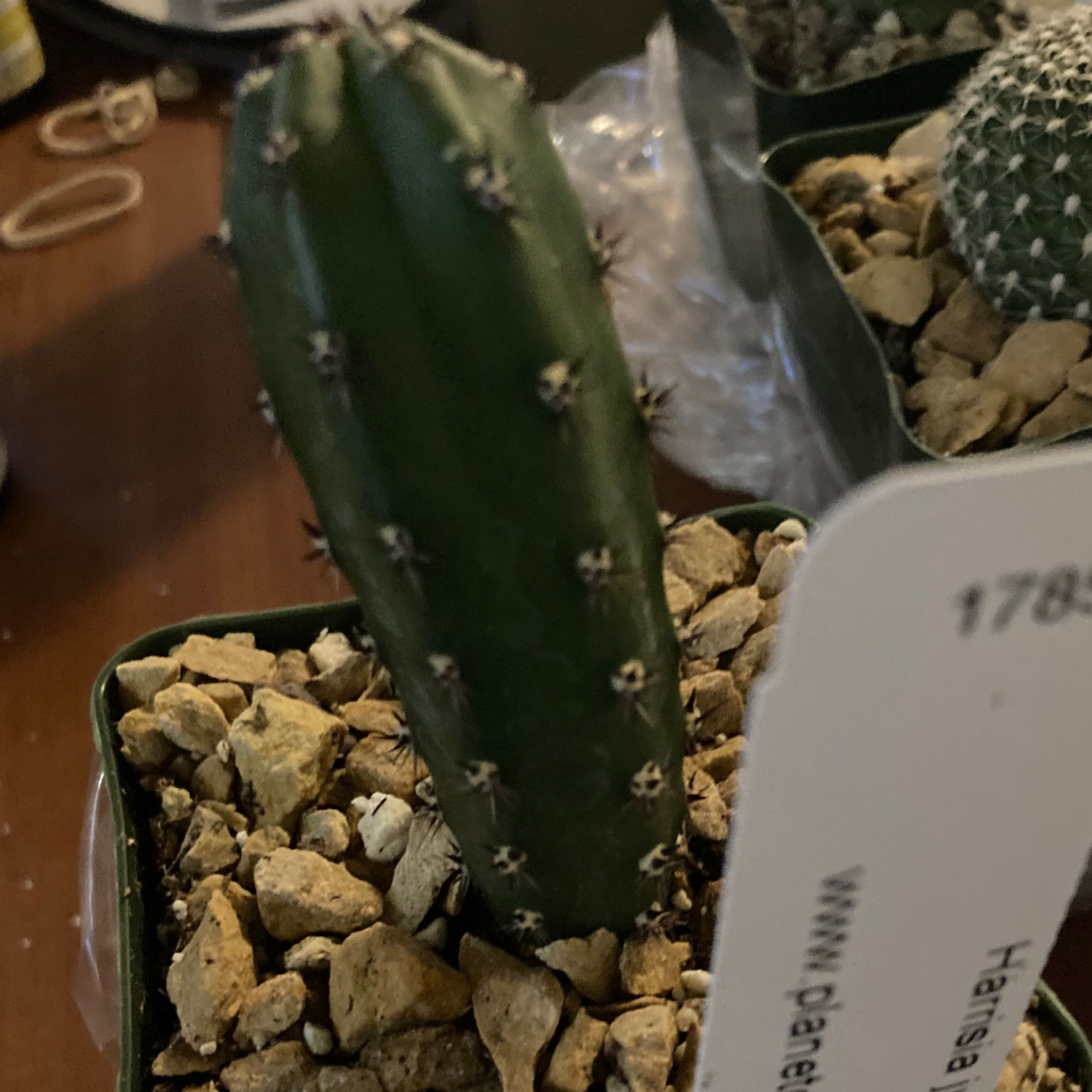 Plant care for Harrisia 'Jusbertii Album' on Greg, the plant care app