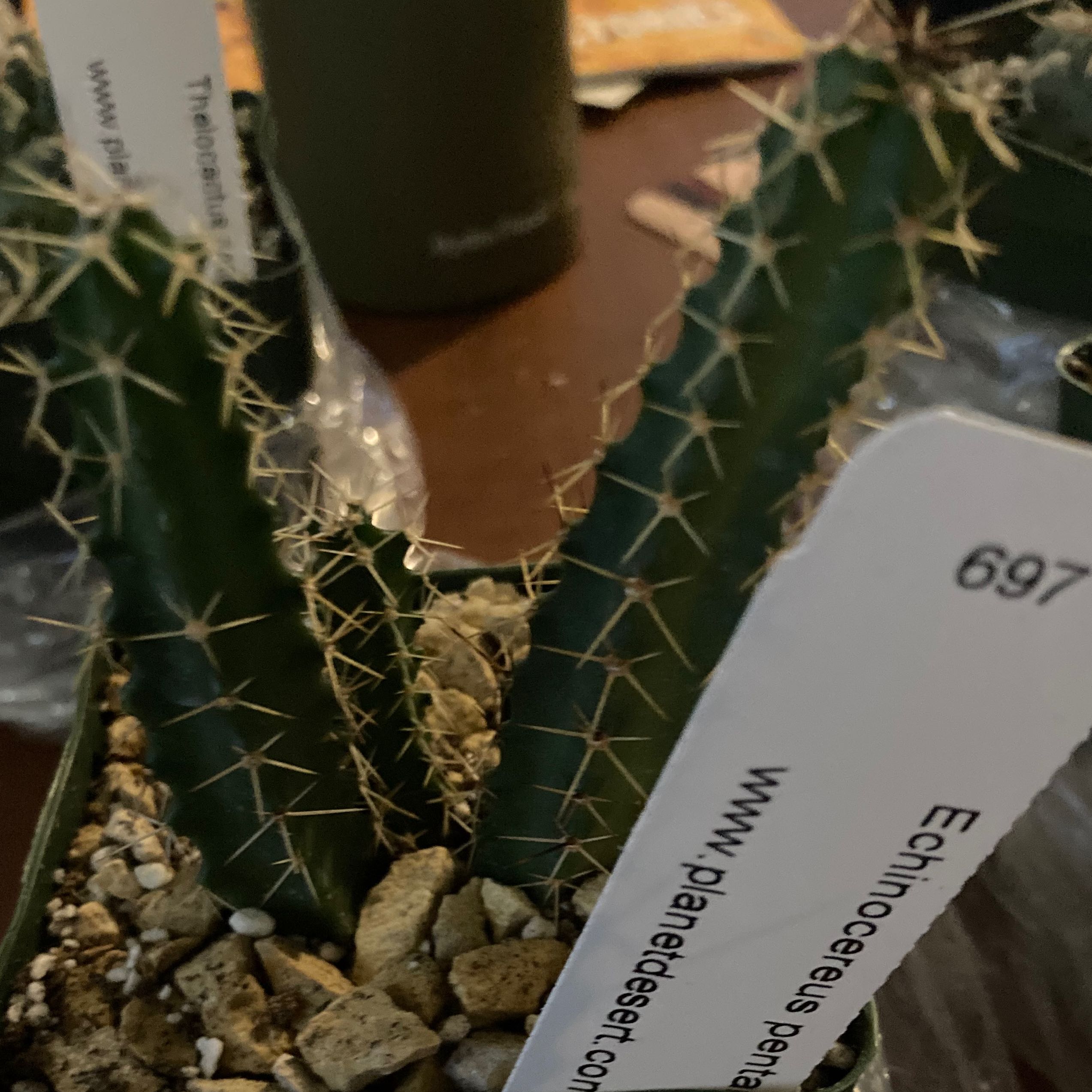 Photo of the plant species Lady-Finger Hedgehog Cactus by @SubAlp named (Echinocereus pent.) Amy Rose on Greg, the plant care app