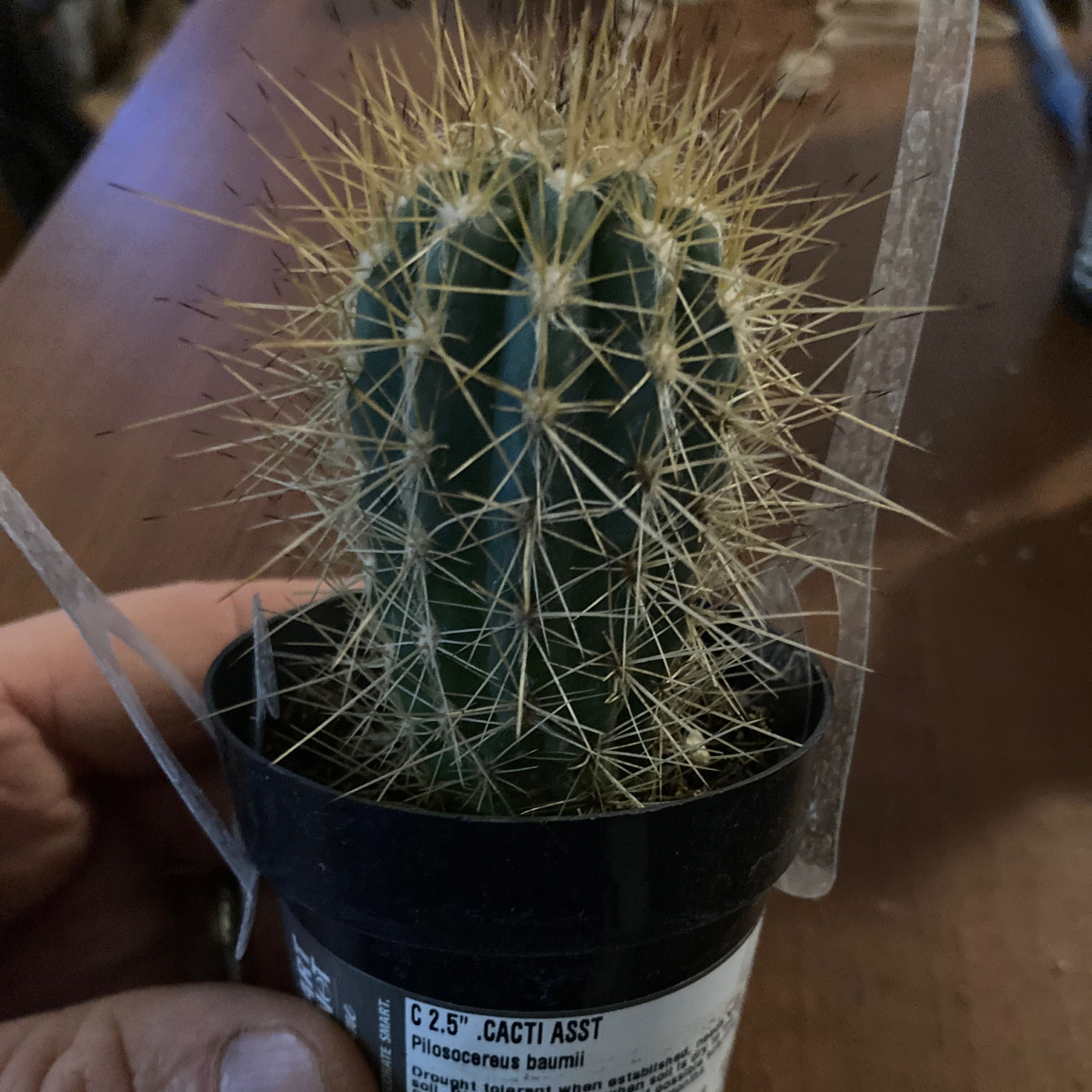 Plant care for Pilocereus on Greg, the plant care app