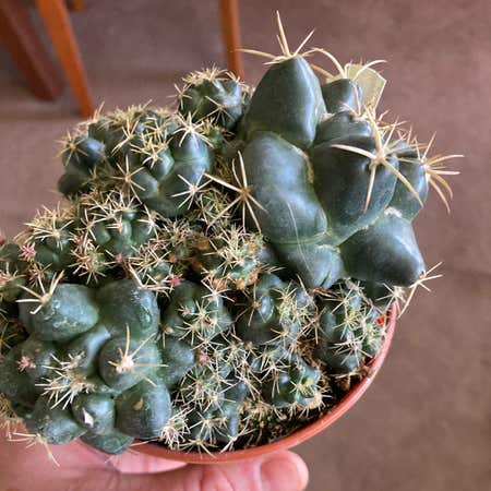 Photo of the plant species Coryphantha andreae by @SubAlp named (Coryphanta and.) Andrea on Greg, the plant care app