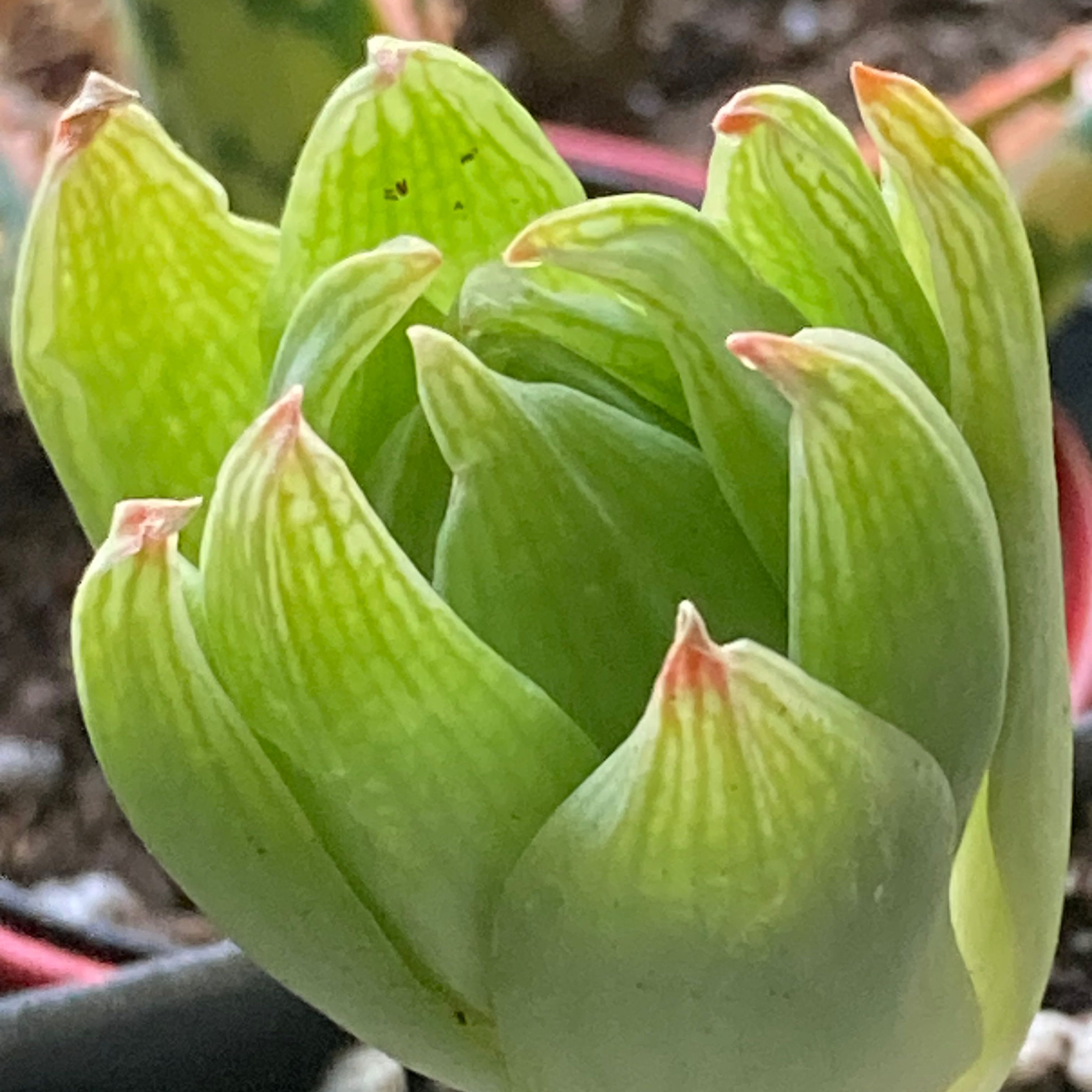 Photo of the plant species Haworthia ramosa by @SubAlp named (Haworthia ram.) Big Arm on Greg, the plant care app