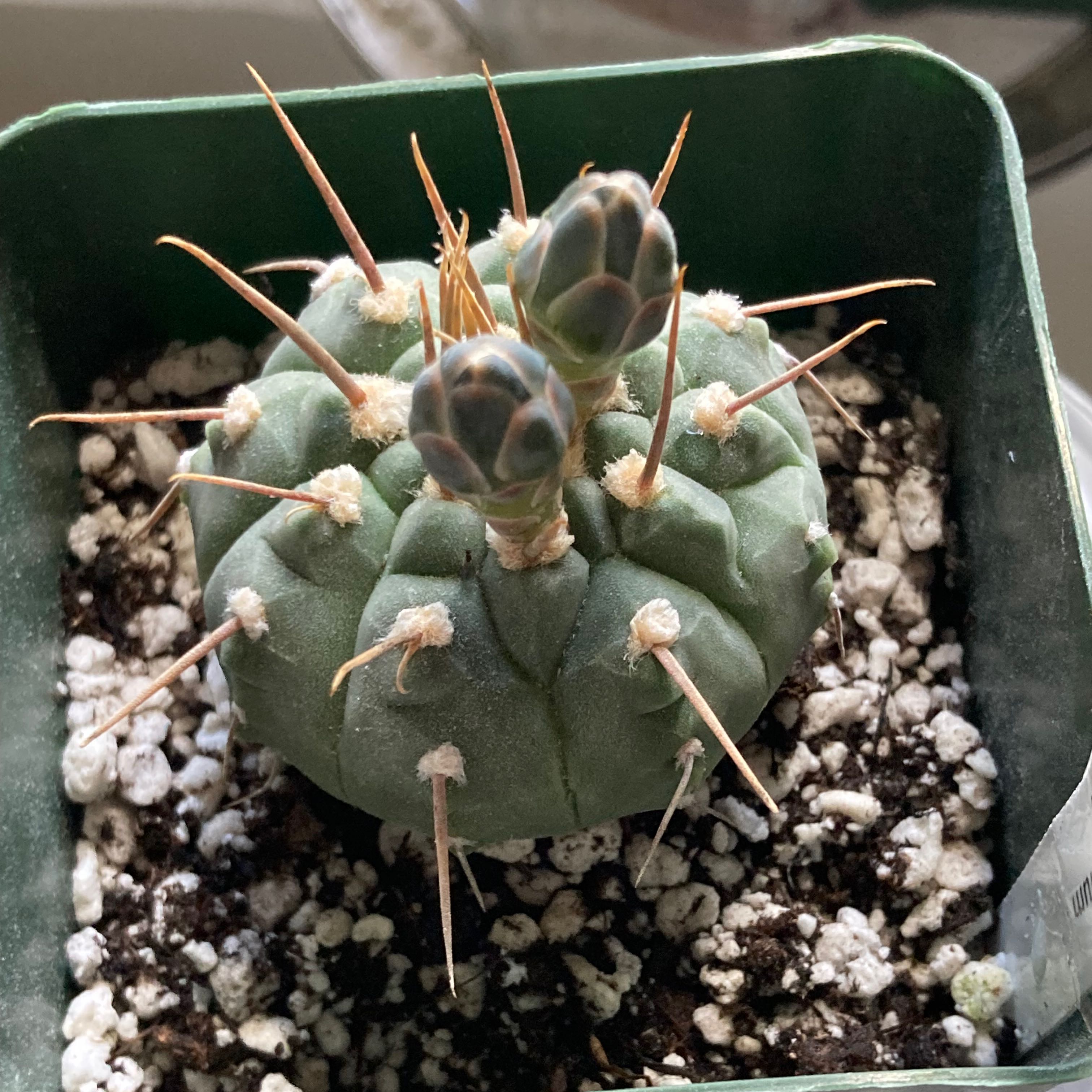 Photo of the plant species Gymnocalycium cardenasianum by @SubAlp named (Gymnocalycium card.) Kardy on Greg, the plant care app