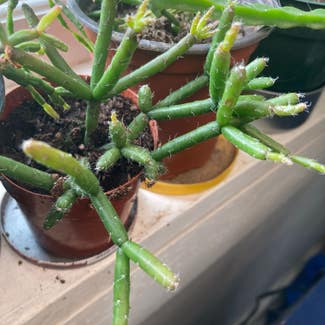 Hairy Stemmed Rhipsalis plant in Somewhere on Earth
