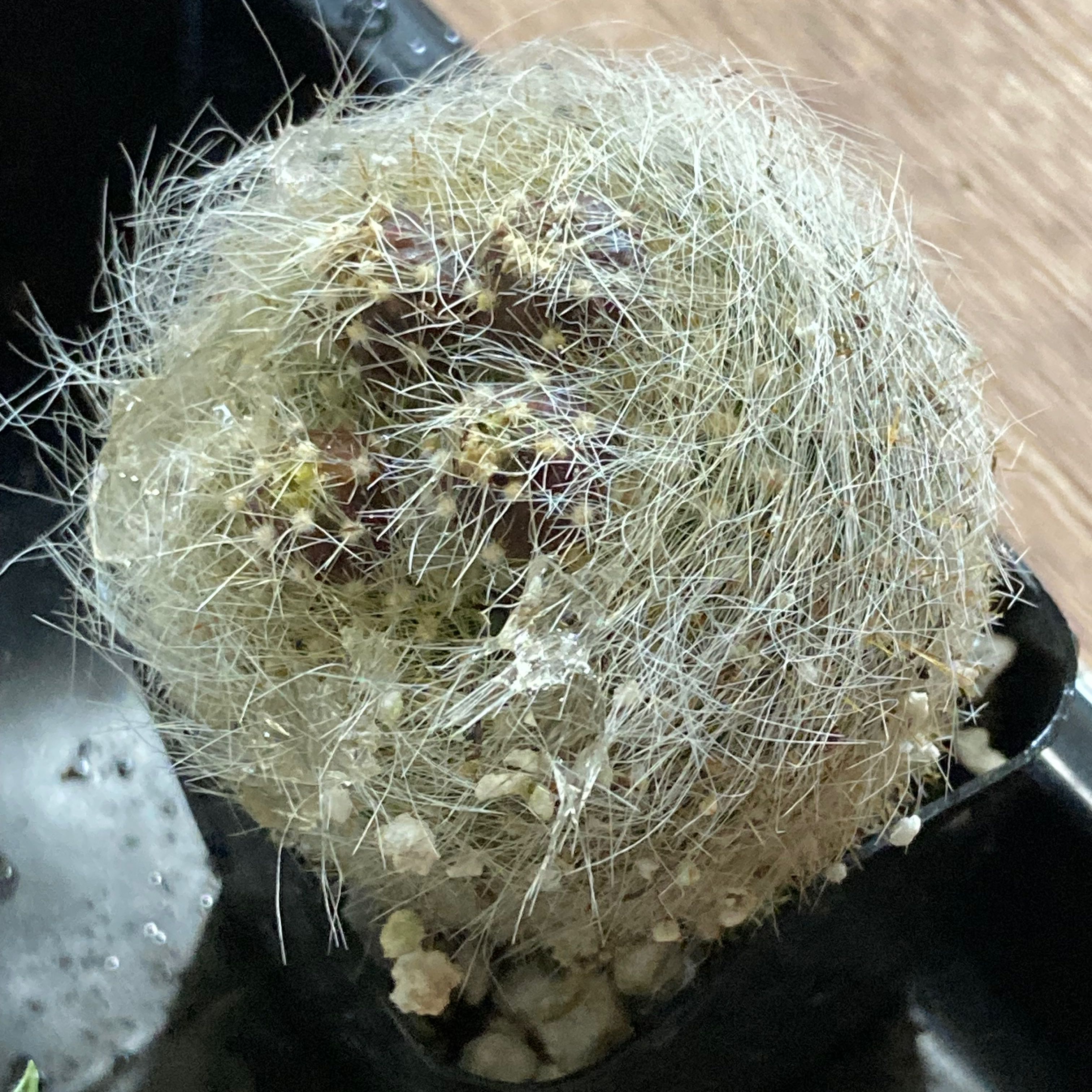 Scarlet Ball Cactus with dense white spines in a pot with visible soil.