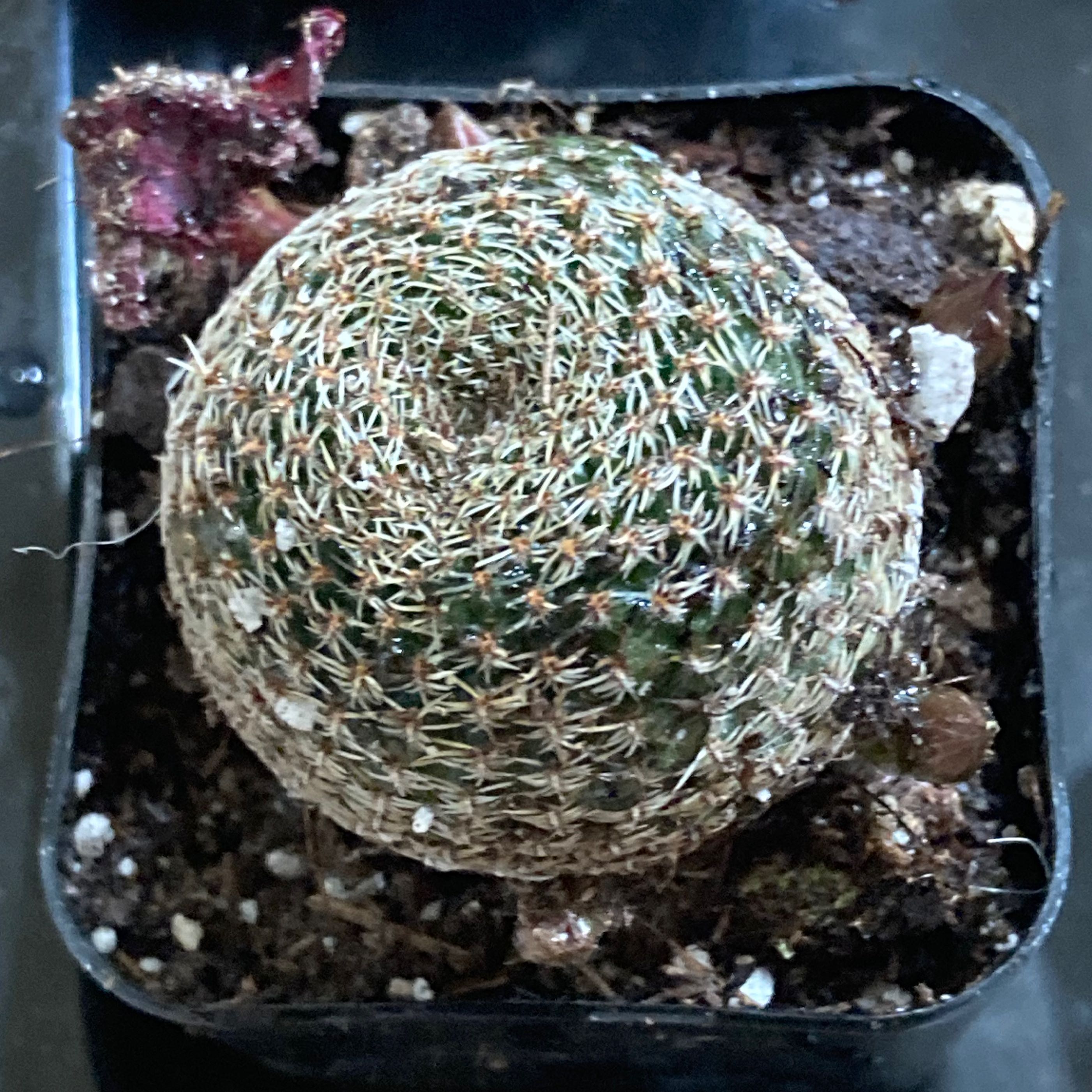 Photo of the plant species Rebutia albopectinata by @SubAlp named (Aylostera alb.) Alba on Greg, the plant care app