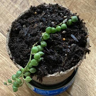 String of Pearls plant in Somewhere on Earth
