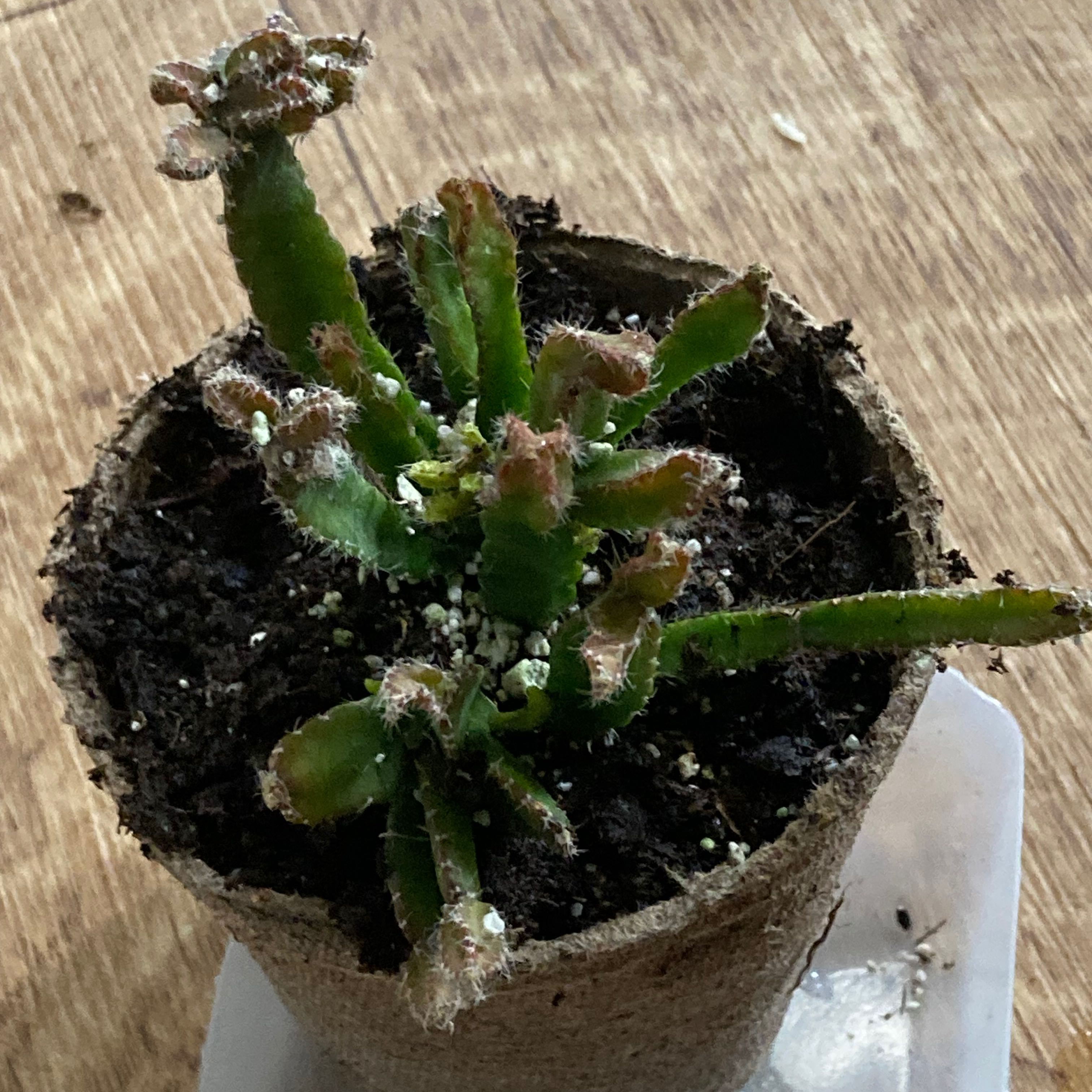 Photo of the plant species Lepismium cereoides by @SubAlp named (Rhipsalis cere.) Ceres on Greg, the plant care app