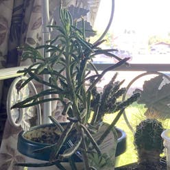 Mother of Millions plant