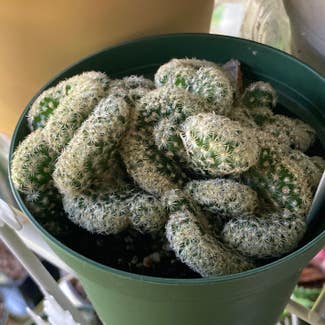 Brain Cactus plant in Somewhere on Earth