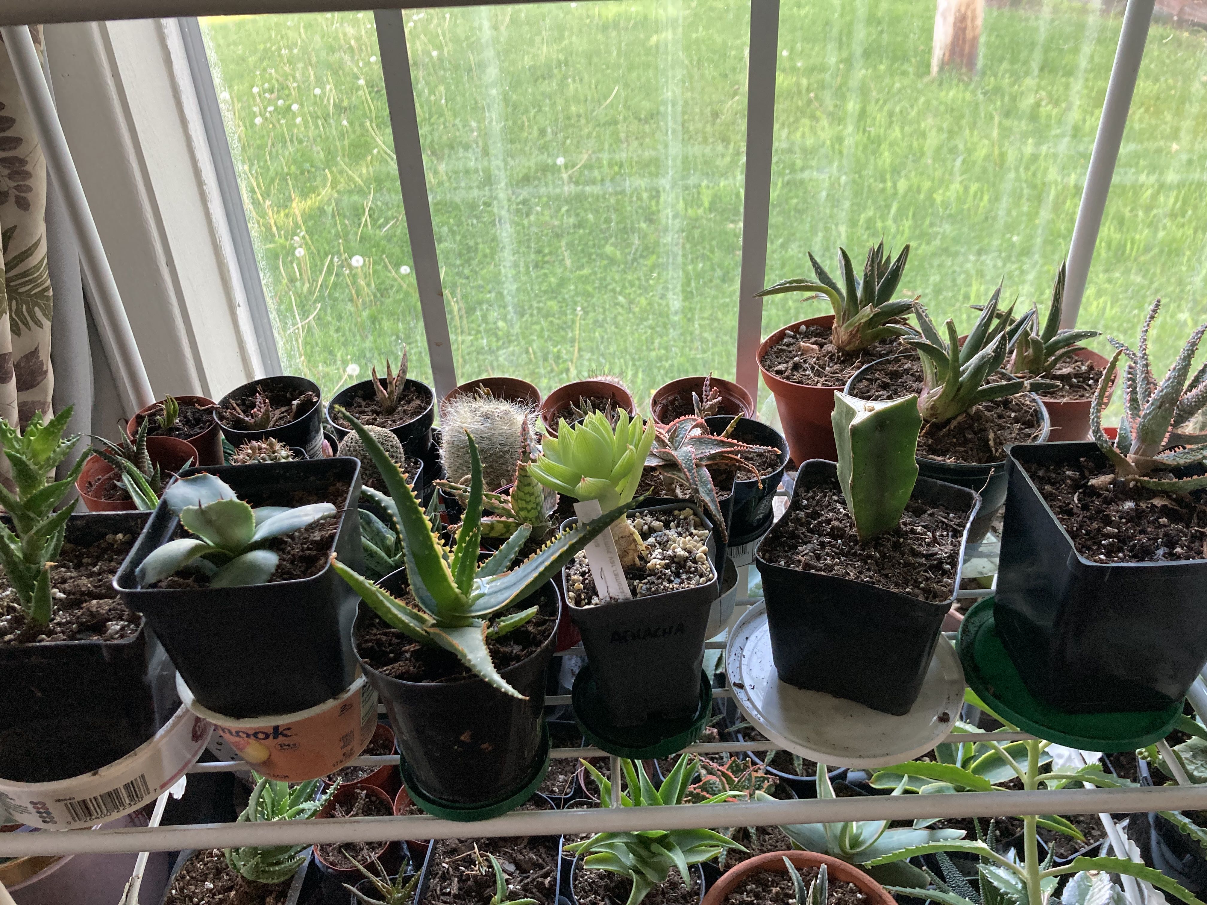 Photo from the post