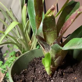 Photo of the plant species Painted Fingernail Bromeliad by @SubAlp named (Neoregelia v. Aztec) Quetzalcoatl on Greg, the plant care app