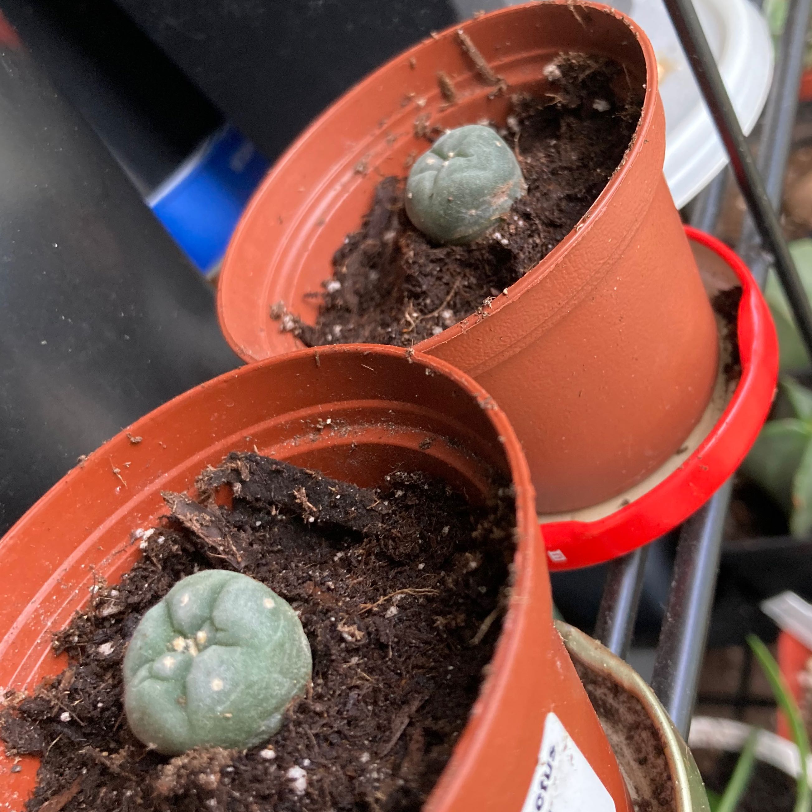 Photo of the plant species False Peyote by @SubAlp named (Lophophora fric.) Fri Guys on Greg, the plant care app