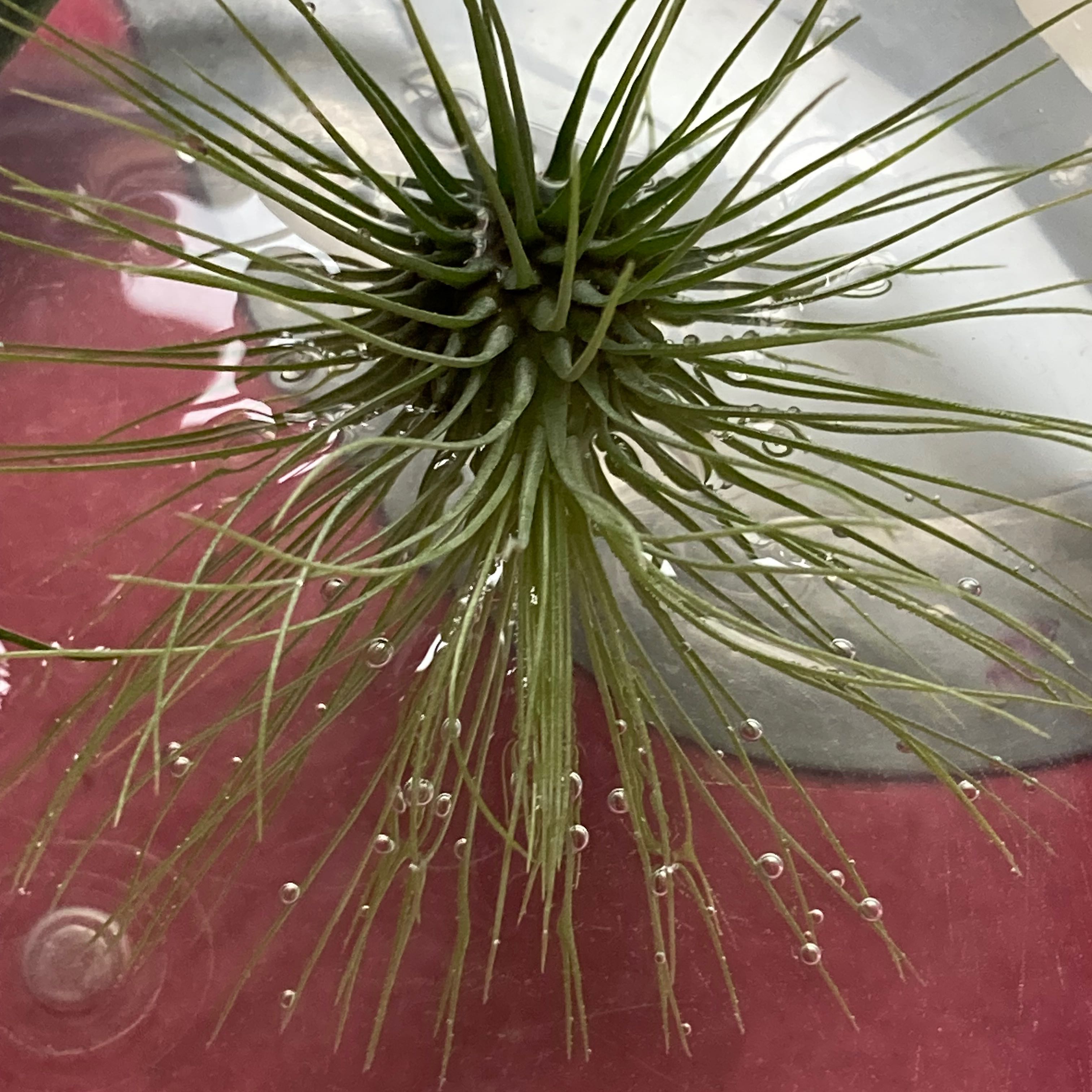 Tillandsia andreana plant with water droplets on its thin, green leaves.