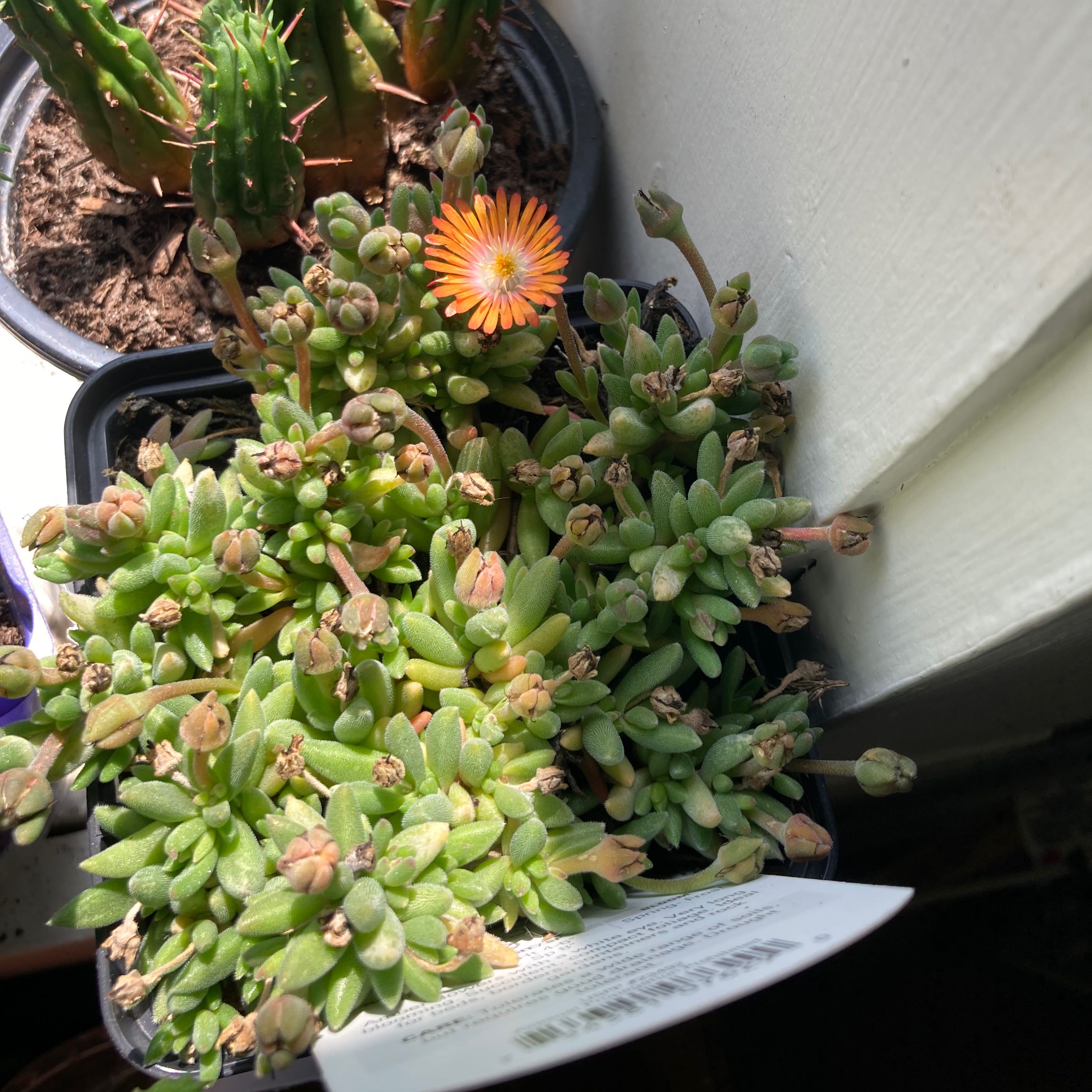 Image of a healthy Iceplant with green leaves and a single flower in a pot.