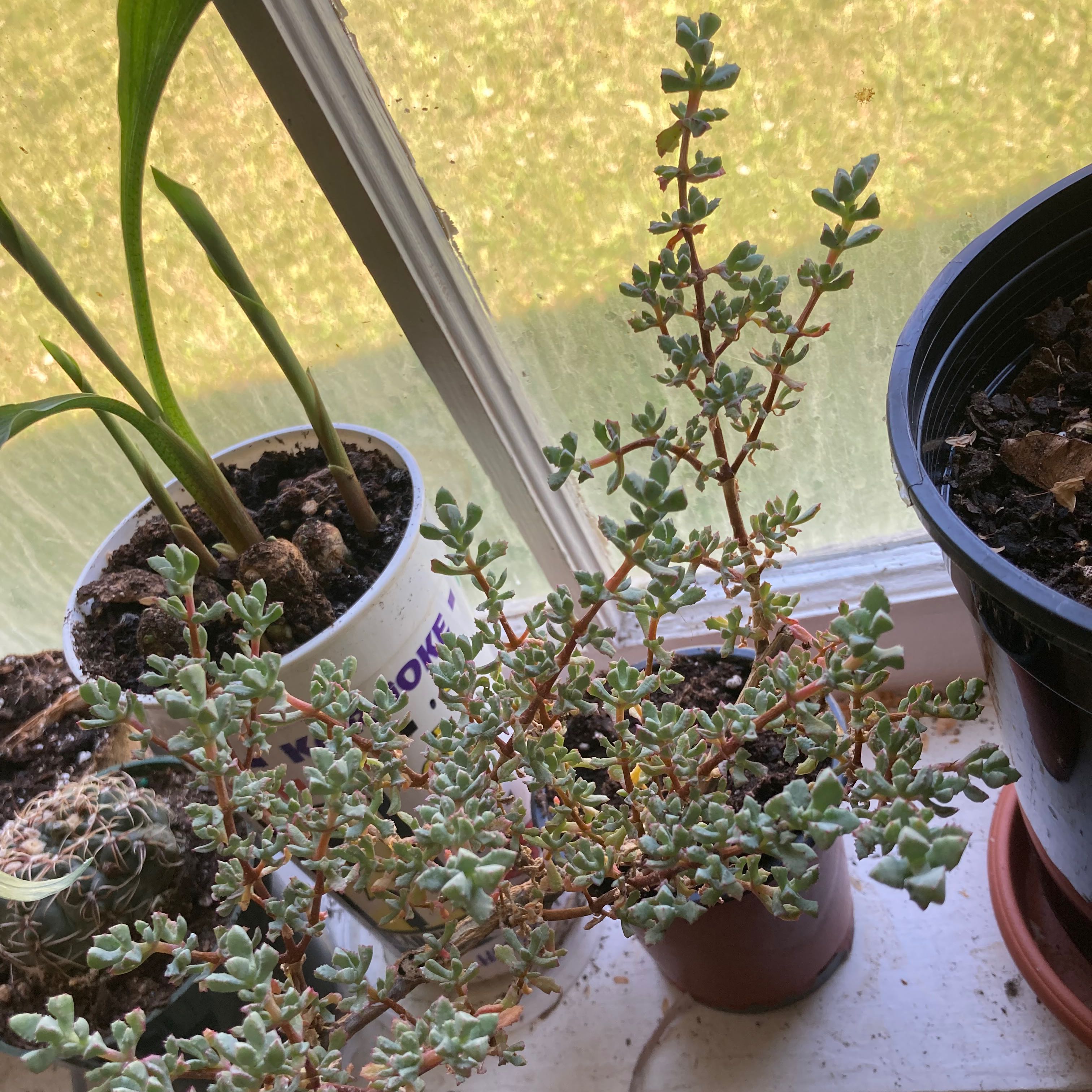 Deltoid-Leaved Dew Plant on a windowsill with visible soil and no signs of distress.