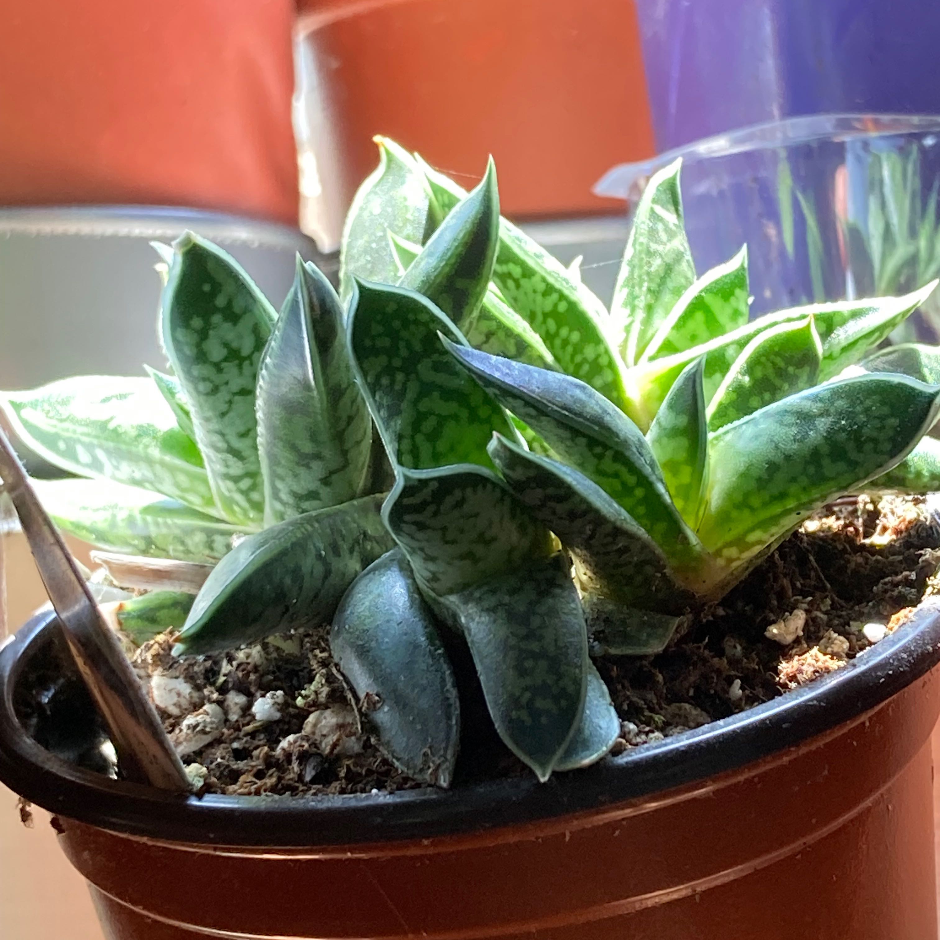 Photo of the plant species gasteria bicolor by @SubAlp named (Gasteria bic.) Flick on Greg, the plant care app