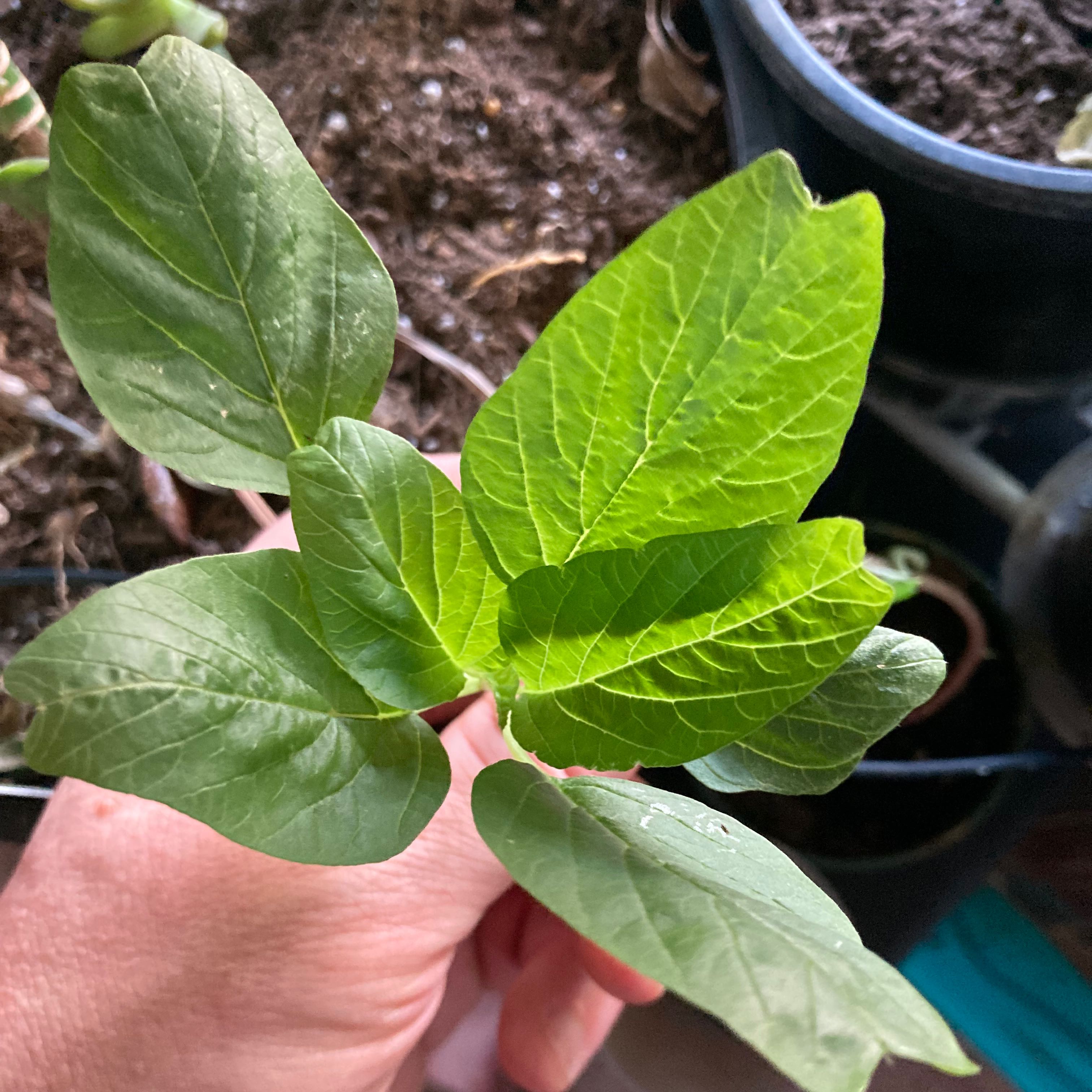 Healthy Purple Amaranth plant with vibrant green leaves held by a hand.
