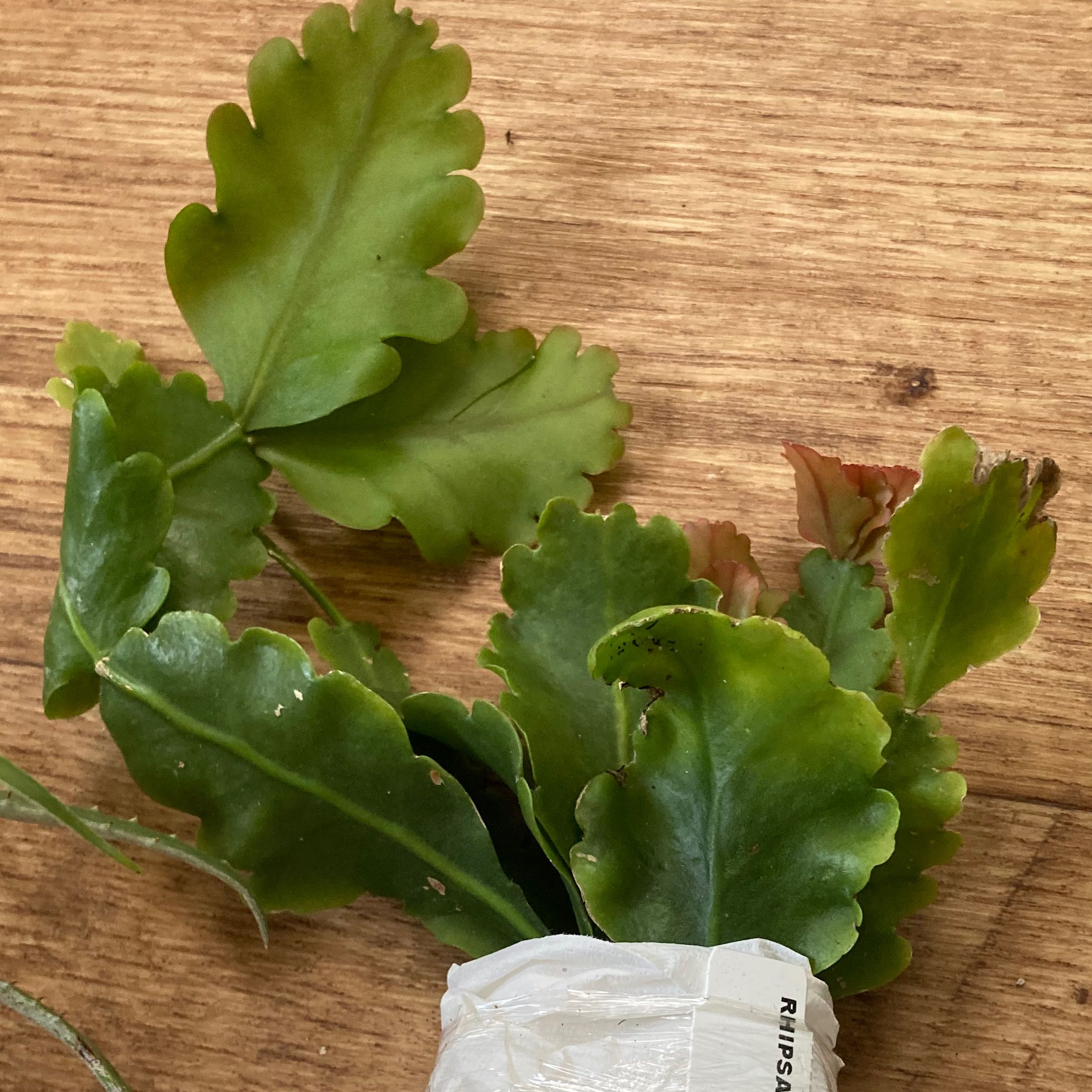 Photo of the plant species Scalloped mistletoe cactus by @SubAlp named (Rhipsalis crisp.) Glover on Greg, the plant care app