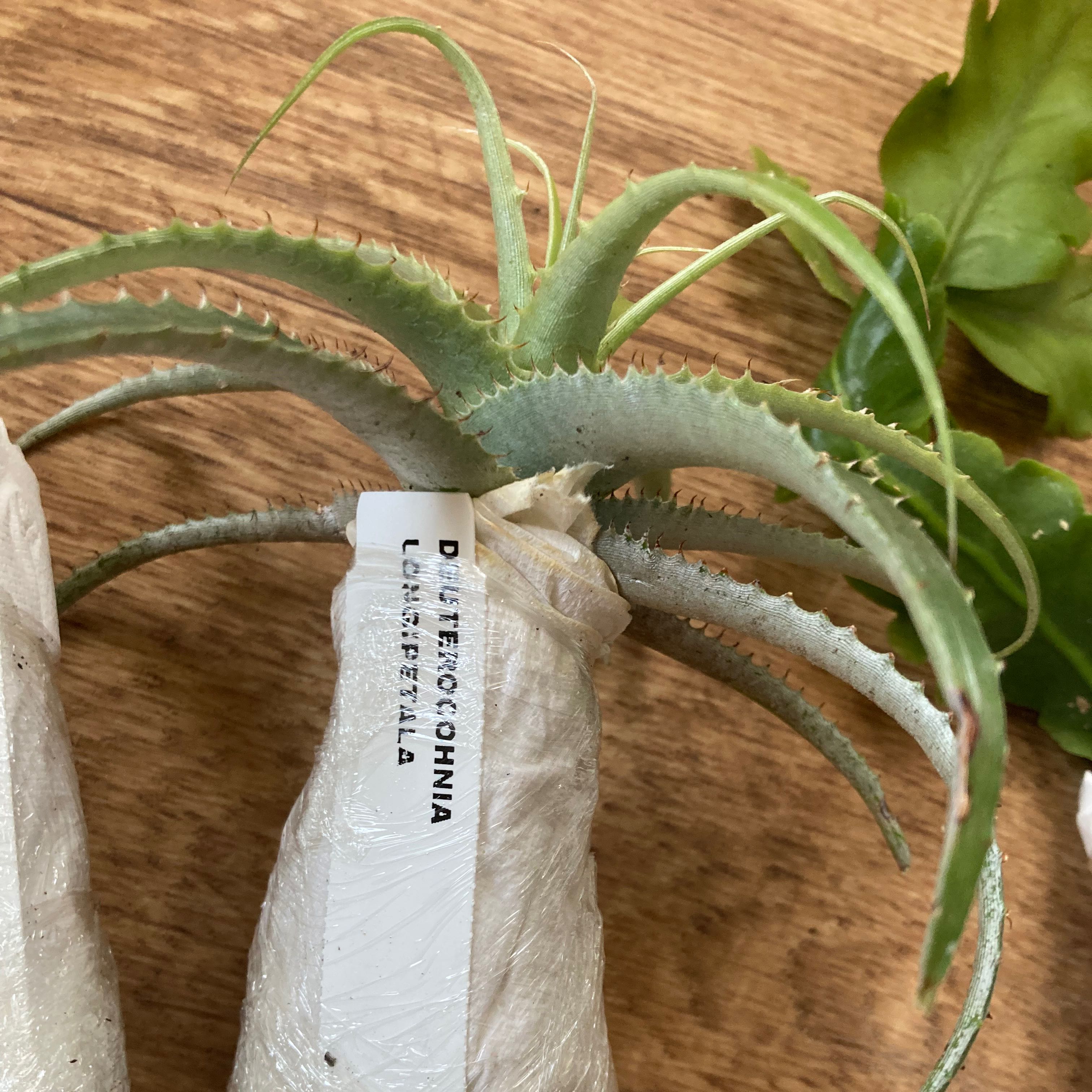 Plant care for Seramis Deuterocohnia on Greg, the plant care app