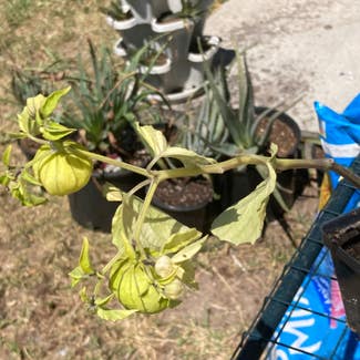 Tomatillo plant in Somewhere on Earth