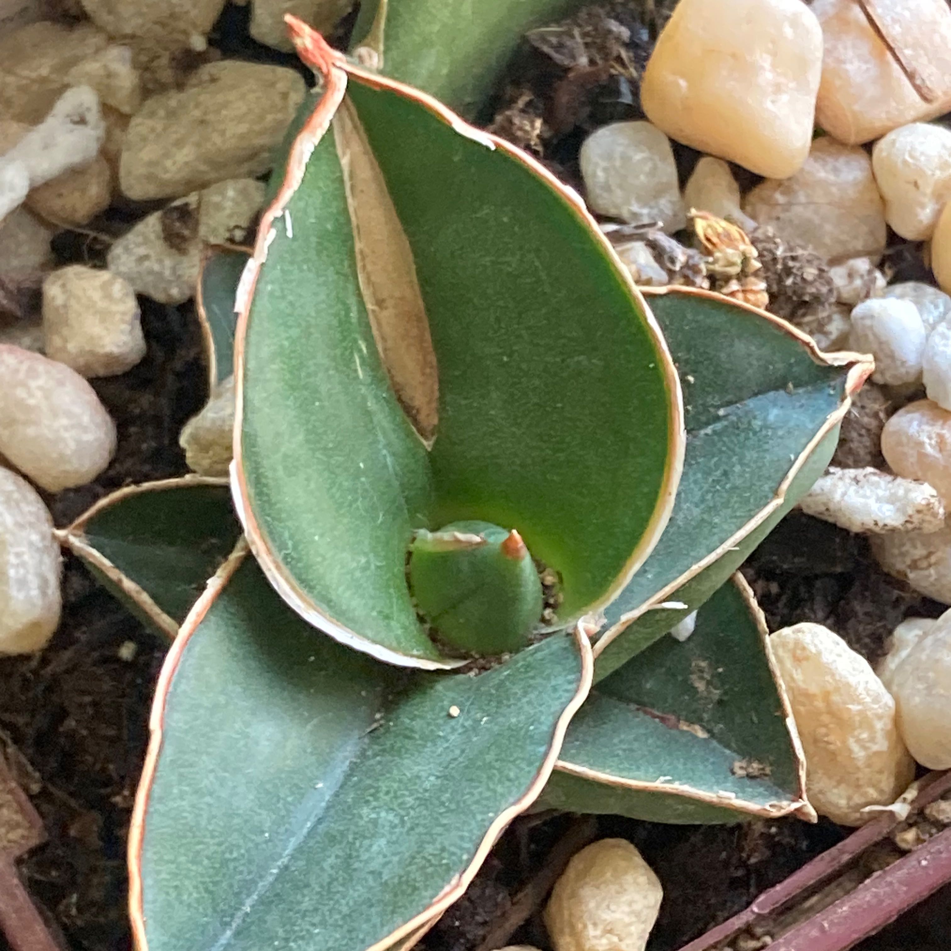 Samurai Dwarf Snake Plant with thick, dark green leaves edged in a lighter color, in a pot with soil and decorative stones.