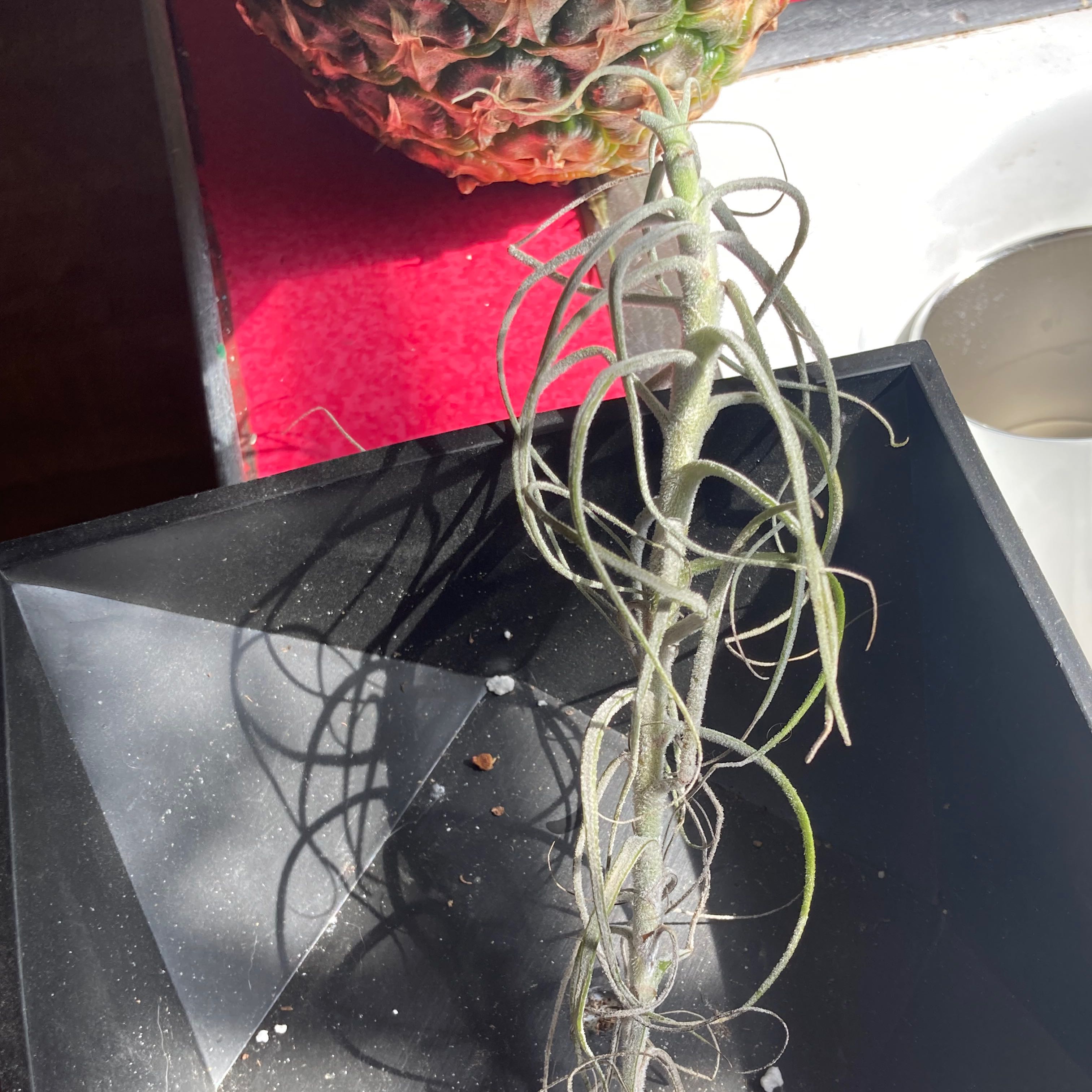 Fishbone Air Plant with thin, elongated leaves in a black container.
