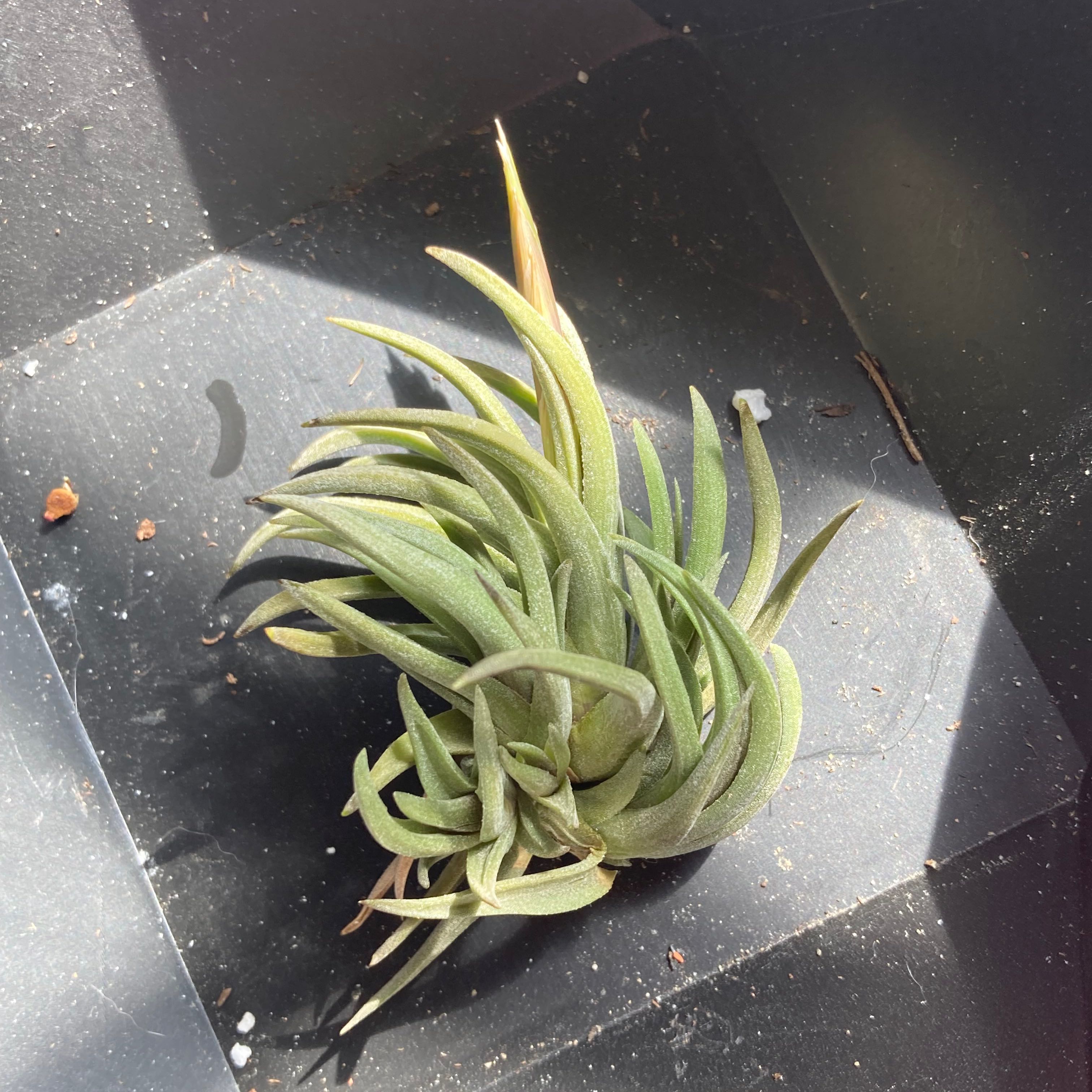Photo of the plant species Tillandsia 'Druid' by @SubAlp named (Tillandsia io. V. druid) Taliesin on Greg, the plant care app