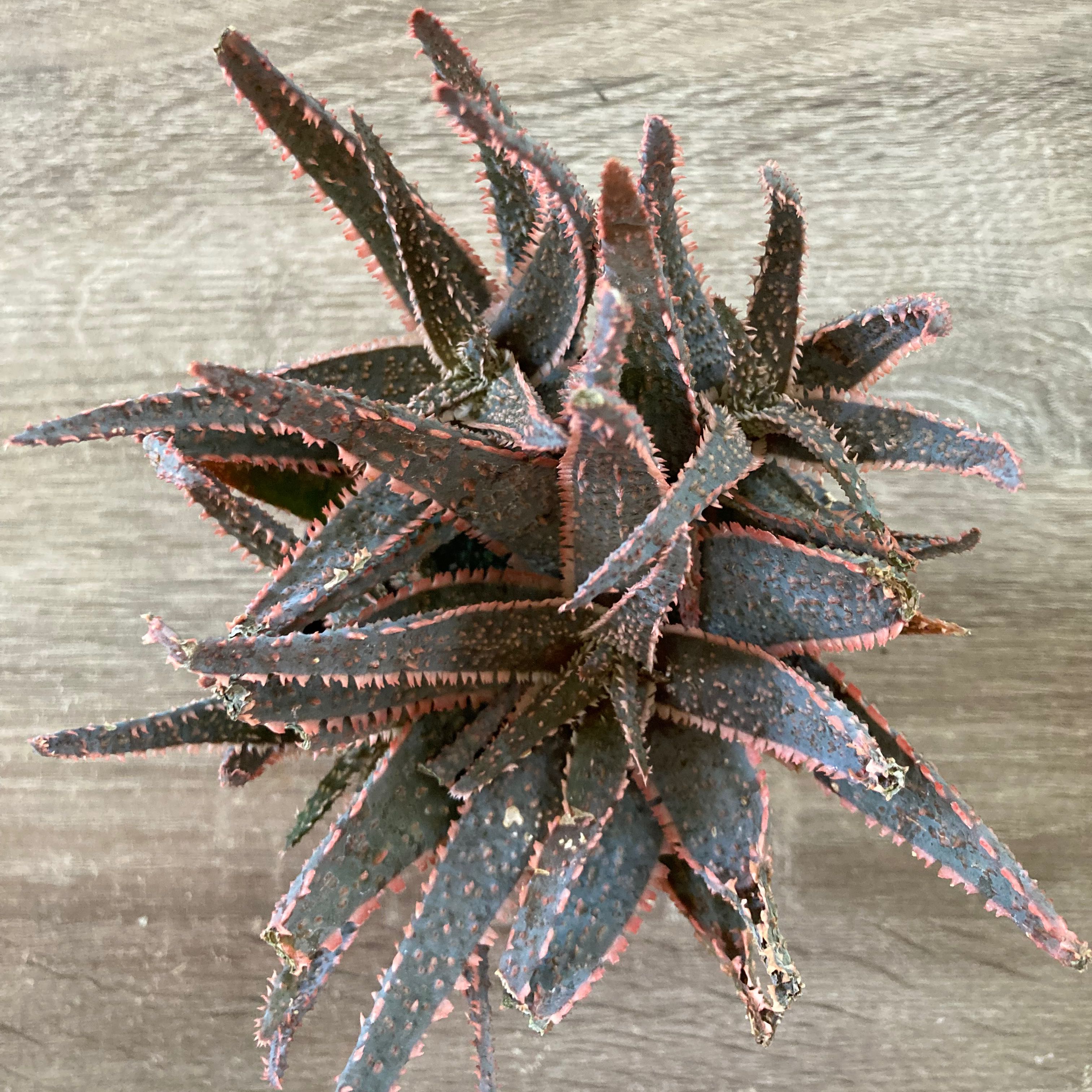 Aloe 'Purple Haze' plant with dark, spiky leaves and reddish-purple edges.