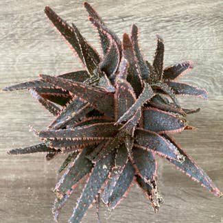 Aloe 'Purple Haze' plant in Somewhere on Earth
