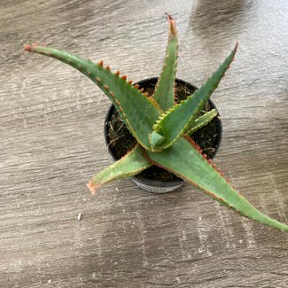 Aloe 'Swordfish' plant in Somewhere on Earth