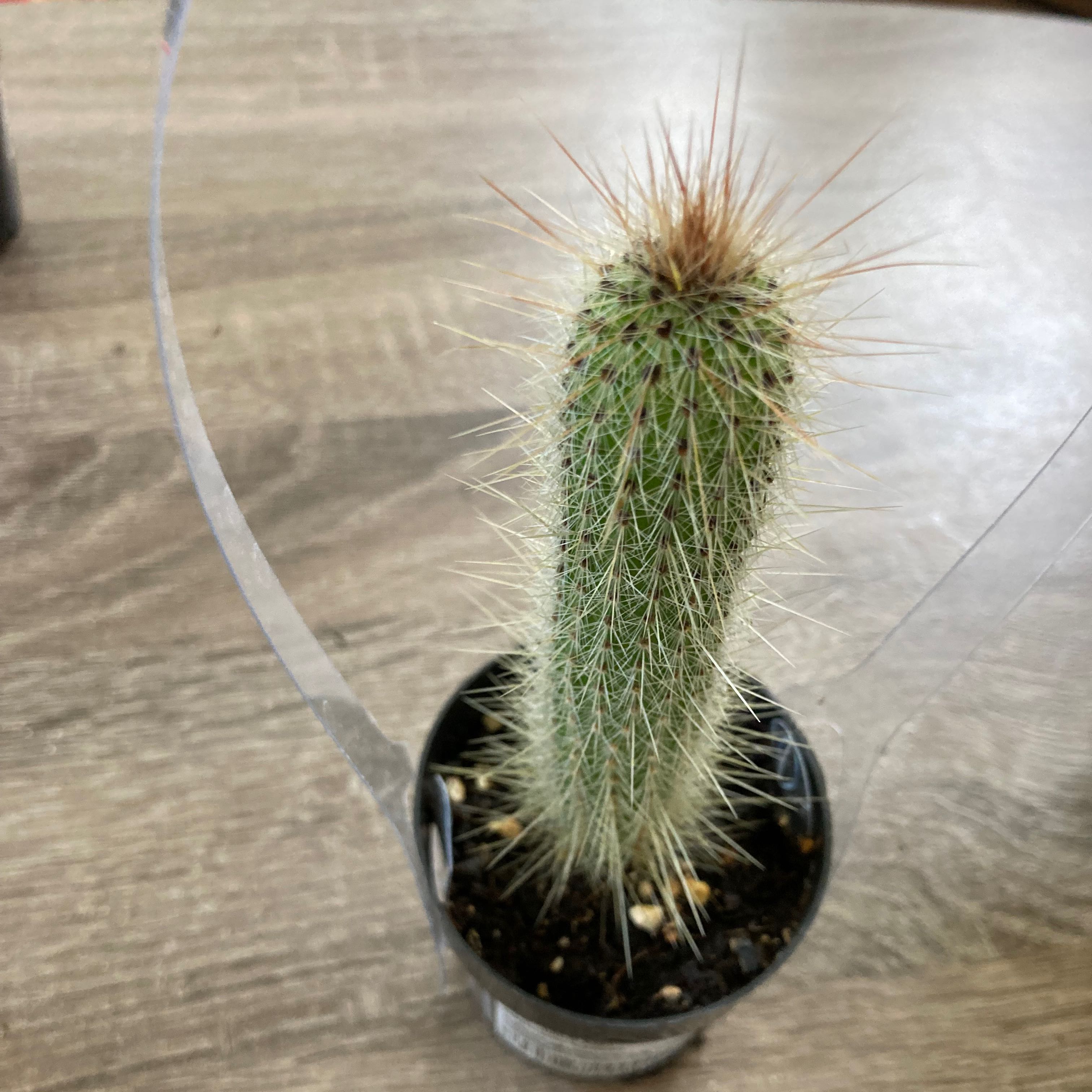 Photo of the plant species Cleistocactus tupizensis by @SubAlp named (Cleistocactus tup.) Zen on Greg, the plant care app