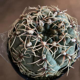 Dwarf Chin Cactus plant in Somewhere on Earth
