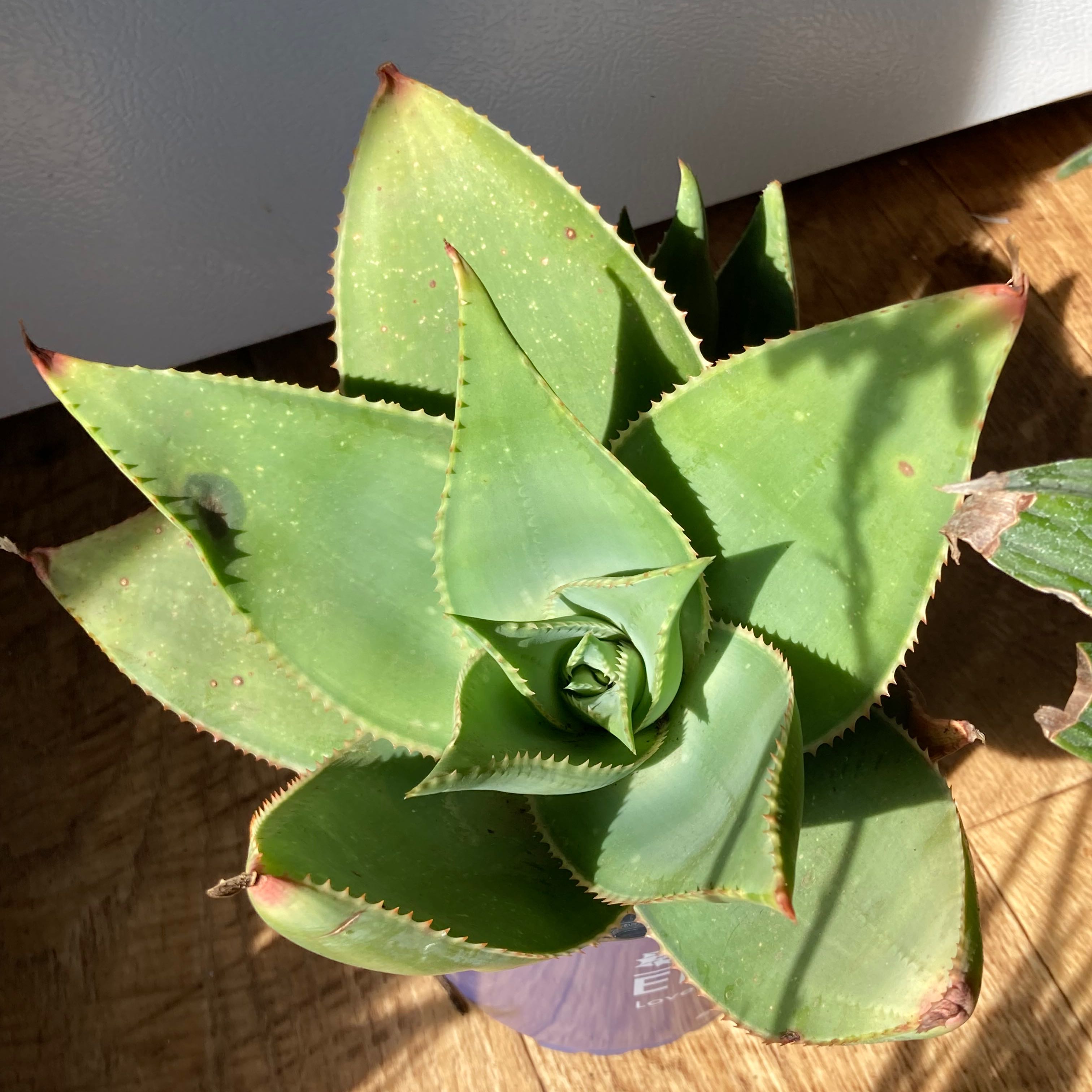 Coral Aloe plant with thick, fleshy leaves in a rosette pattern. Some browning spots visible.