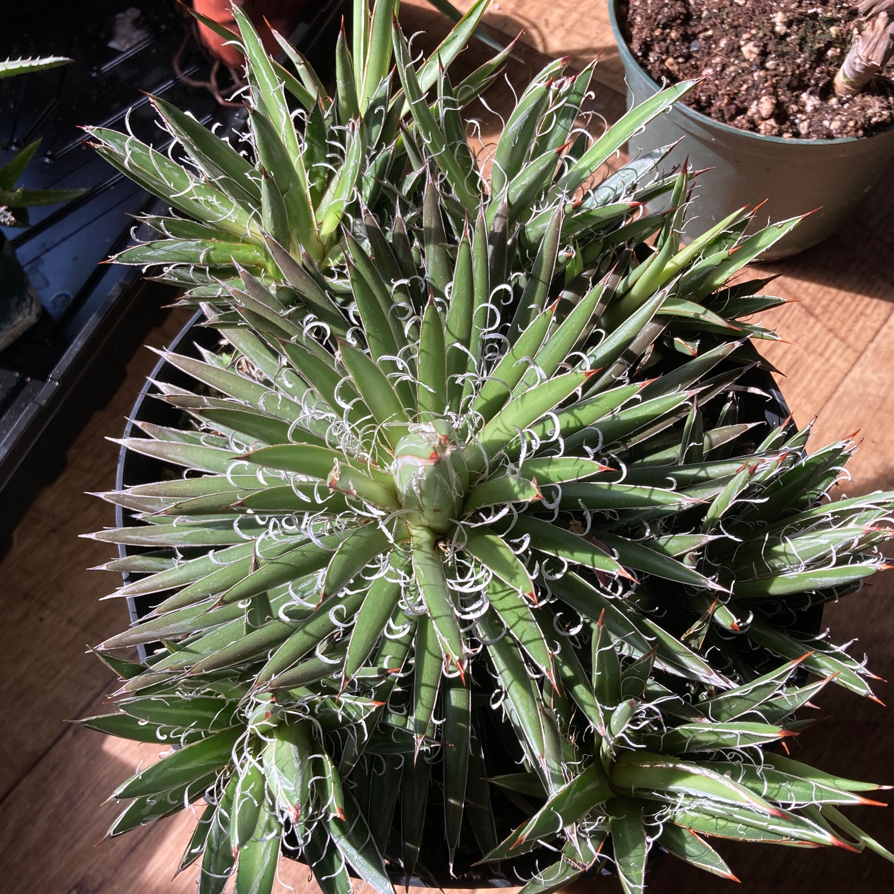 Photo of the plant species Small Flower Agave by @SubAlp named (Agave parv.) Curly on Greg, the plant care app